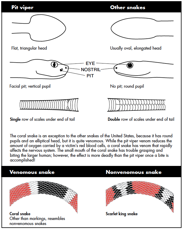 comparison of venomous and nonvenomous snakes.