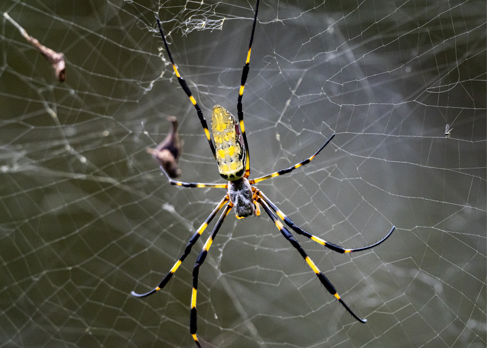 Joro vs. Golden Silk Spider  Mississippi State University