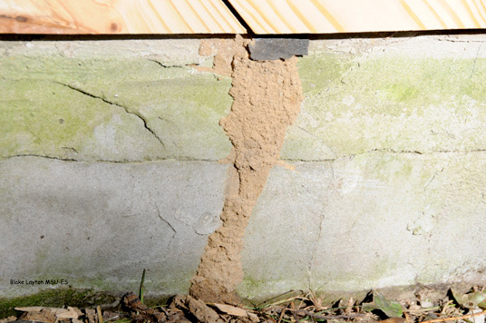 A single line of mud tubing is visible on the exterior slab of a home.