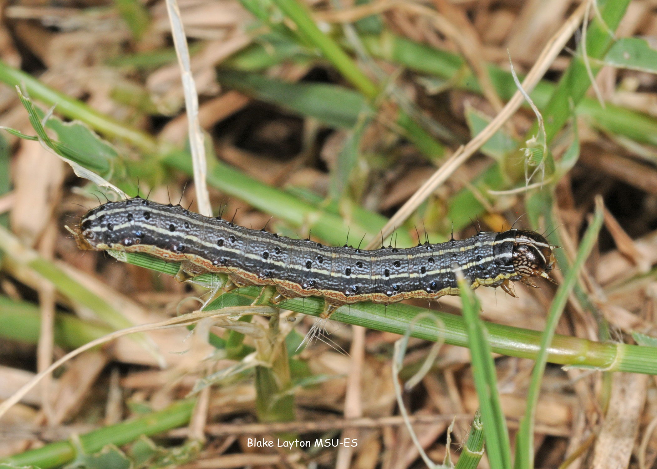 download army worms