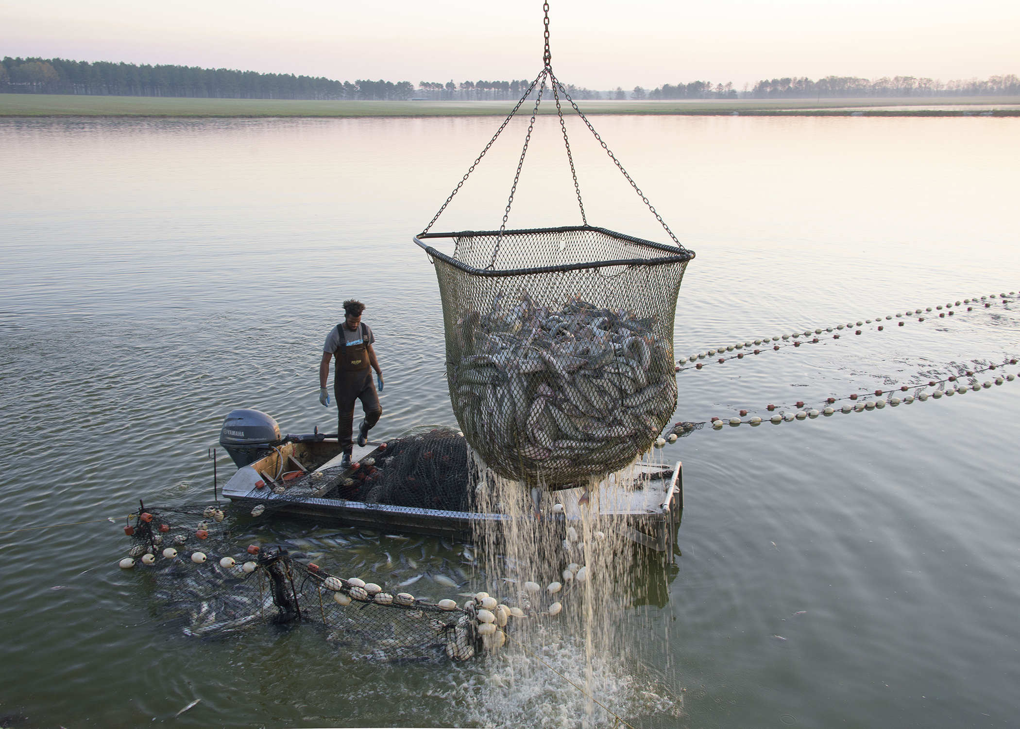 MSU research, outreach boosts catfish industry  Mississippi State  University Extension Service