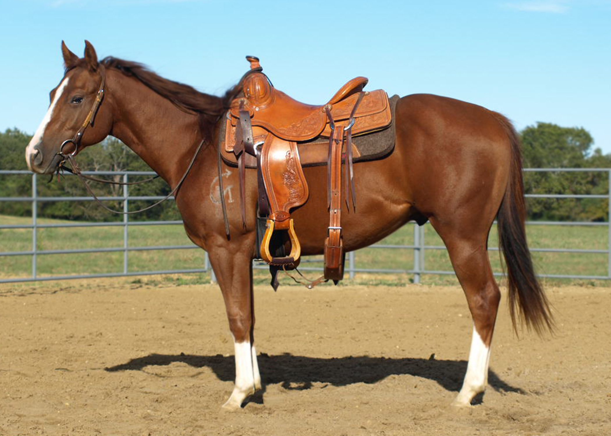 Online horse auction set for this weekend Mississippi State