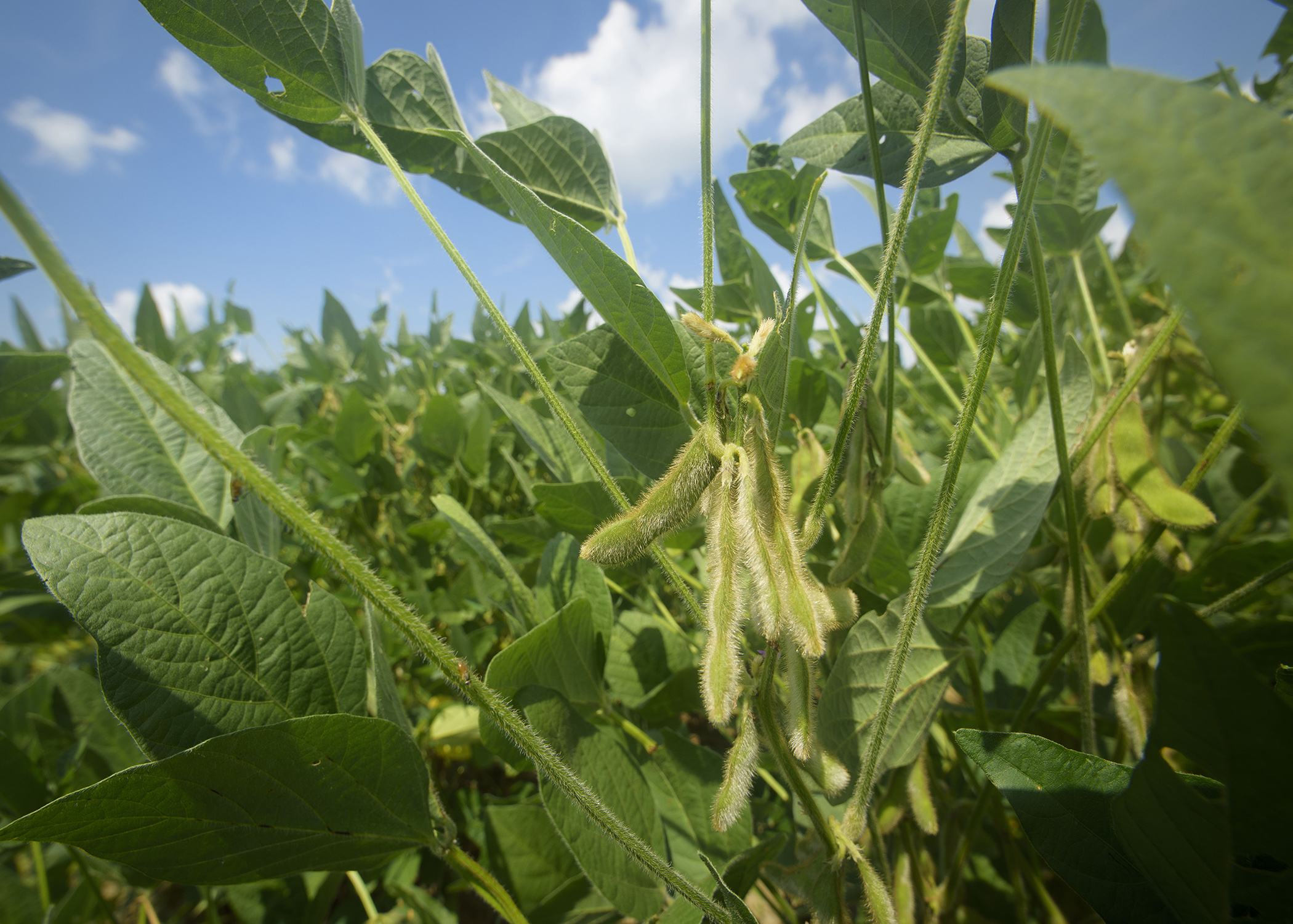 Early planting helps state's soybean crop Mississippi State