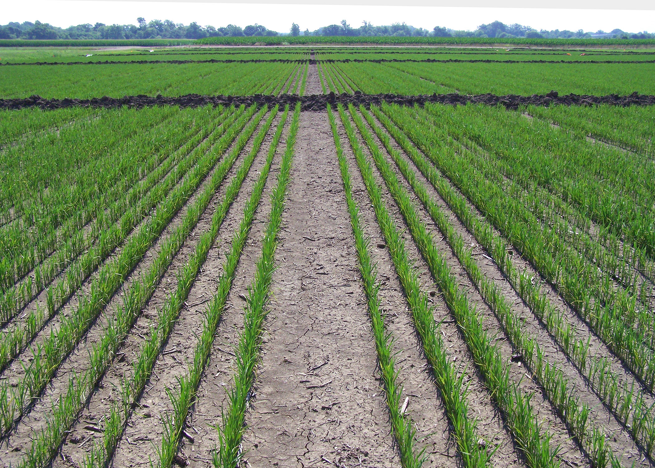 Rains Challenge Even Mississippi Rice Fields Page 2 Mississippi 