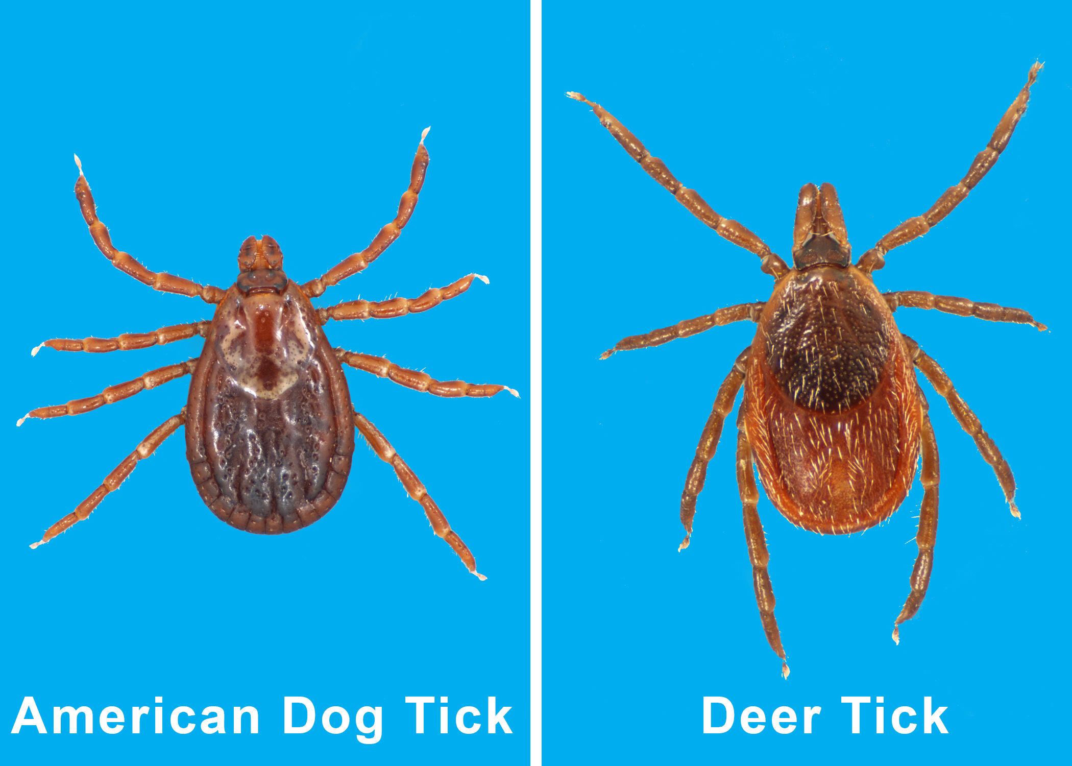 Deer Tick Vs Dog Tick