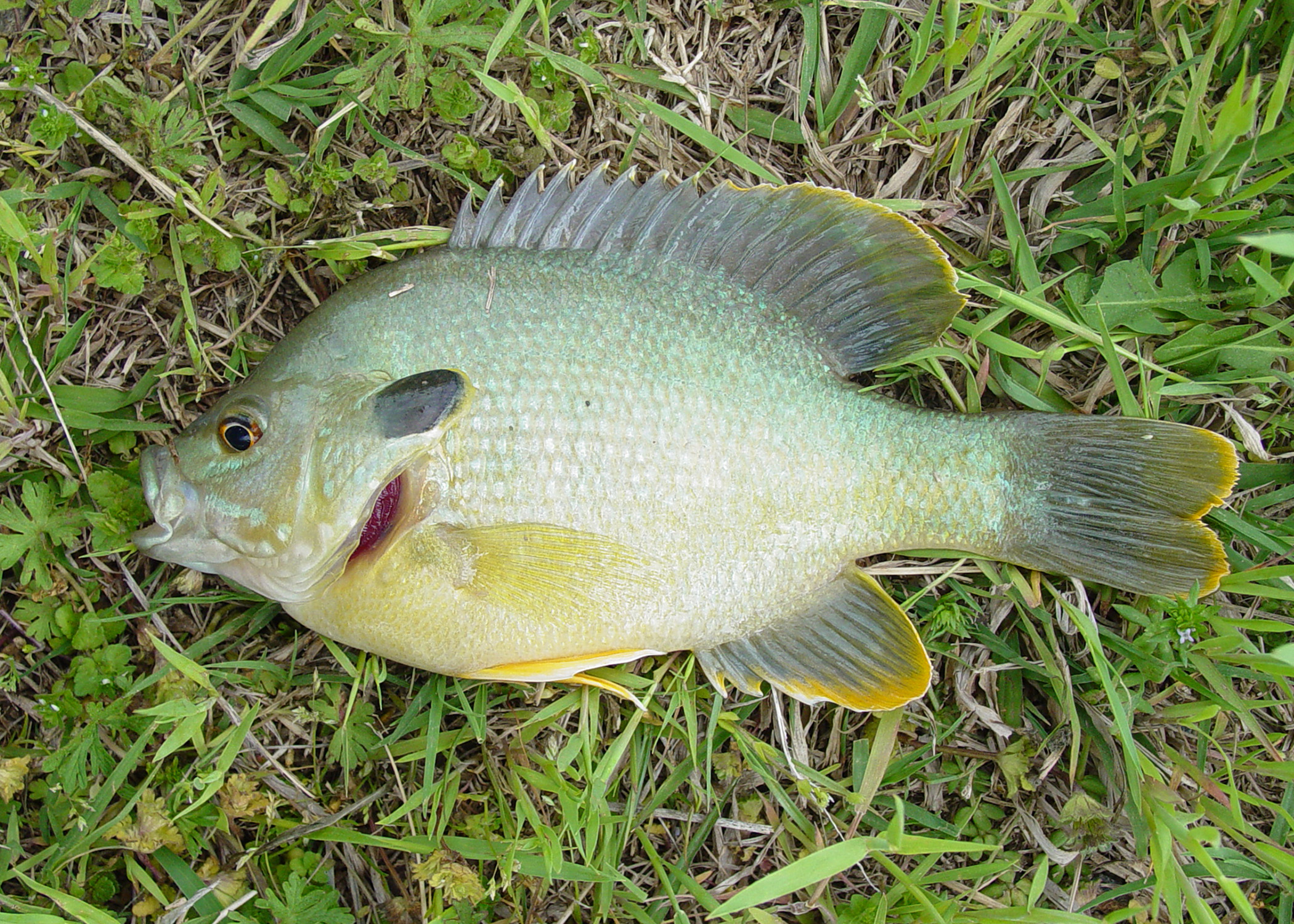 Small ponds support hybrid sunfish well