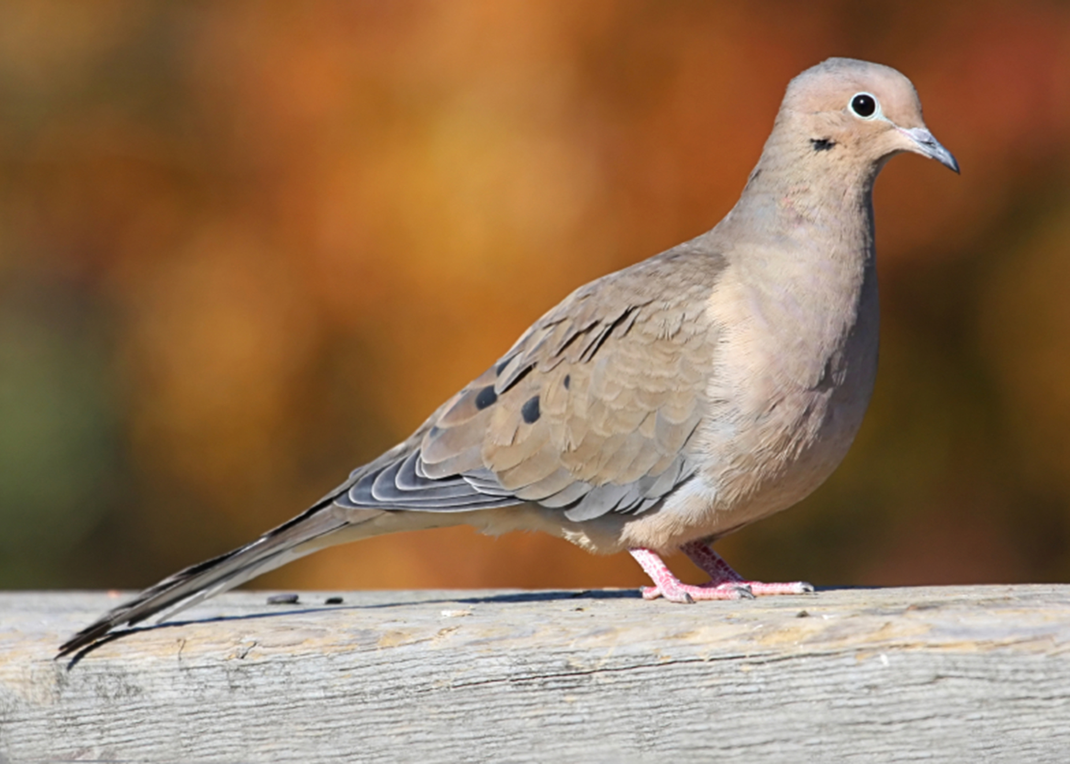 What Is The Difference Between A Dove And A Mourning Dove