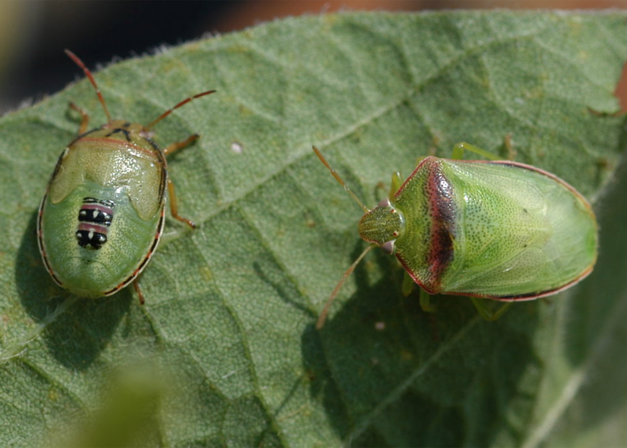 MSU Extension To Host Forum On Soybean Pest Mississippi State 