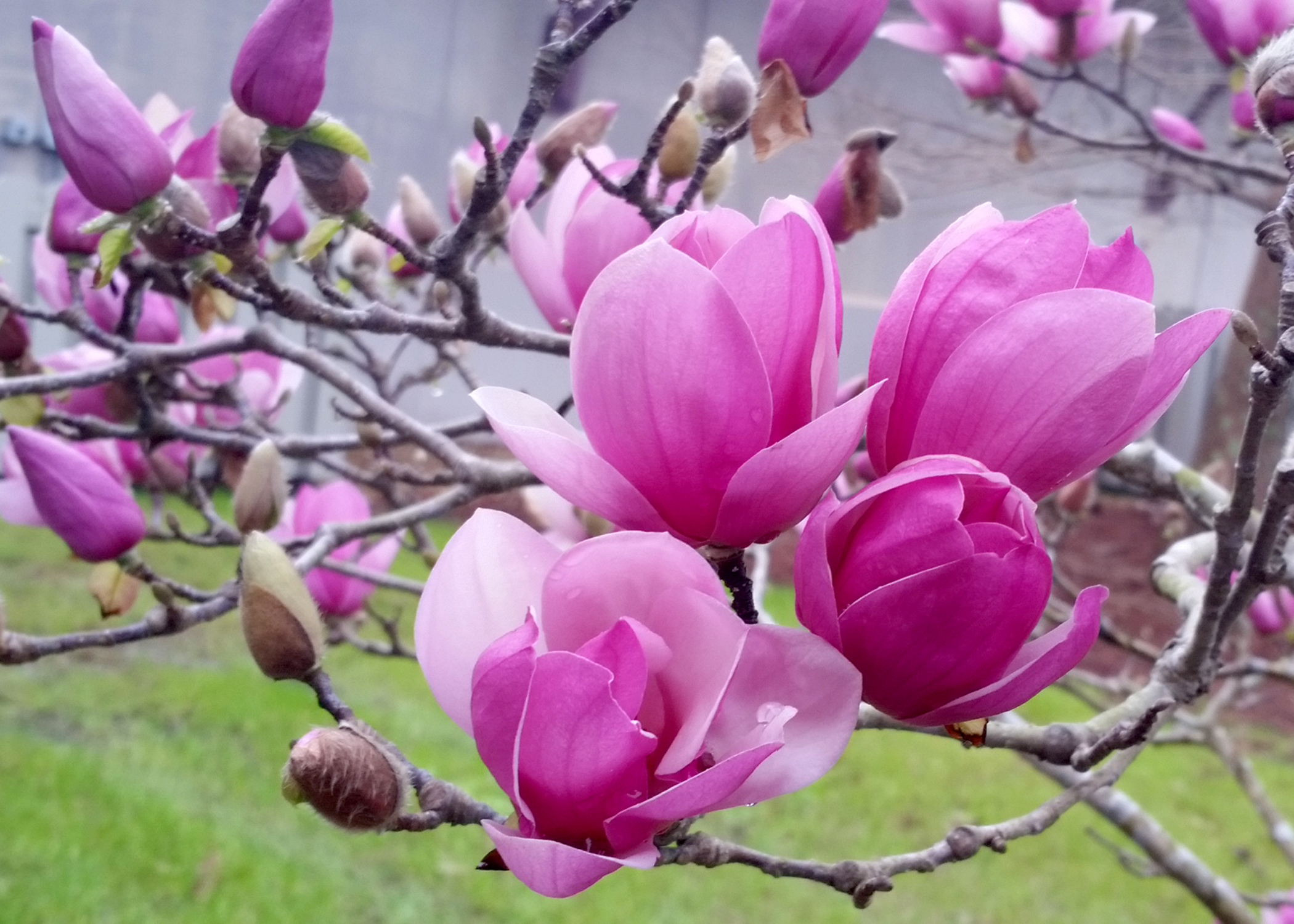 saucer magnolia blooms herald arrival of spring | mississippi