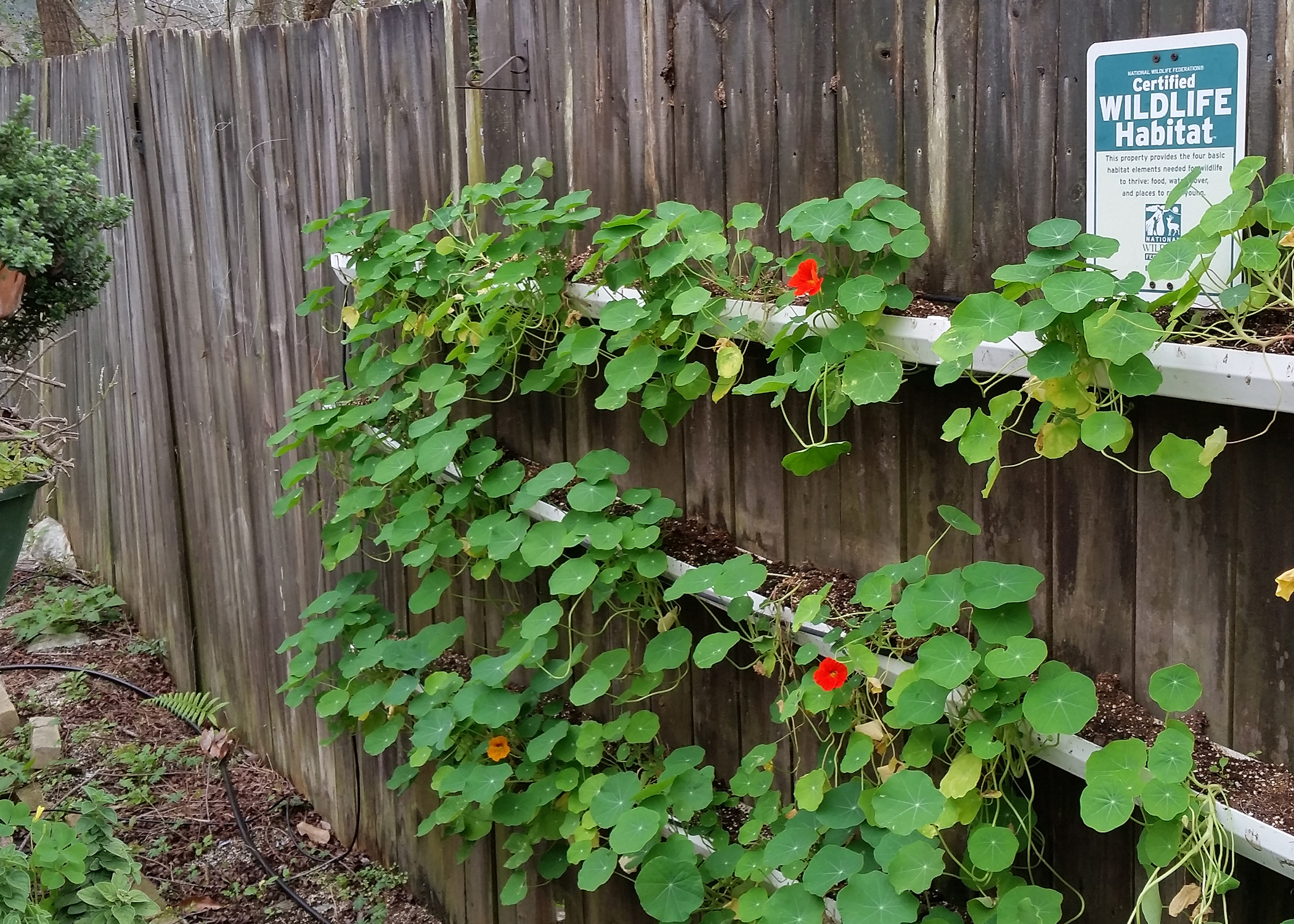 Heirloom Nasturtiums Are Great Choices Today Mississippi State University Extension Service