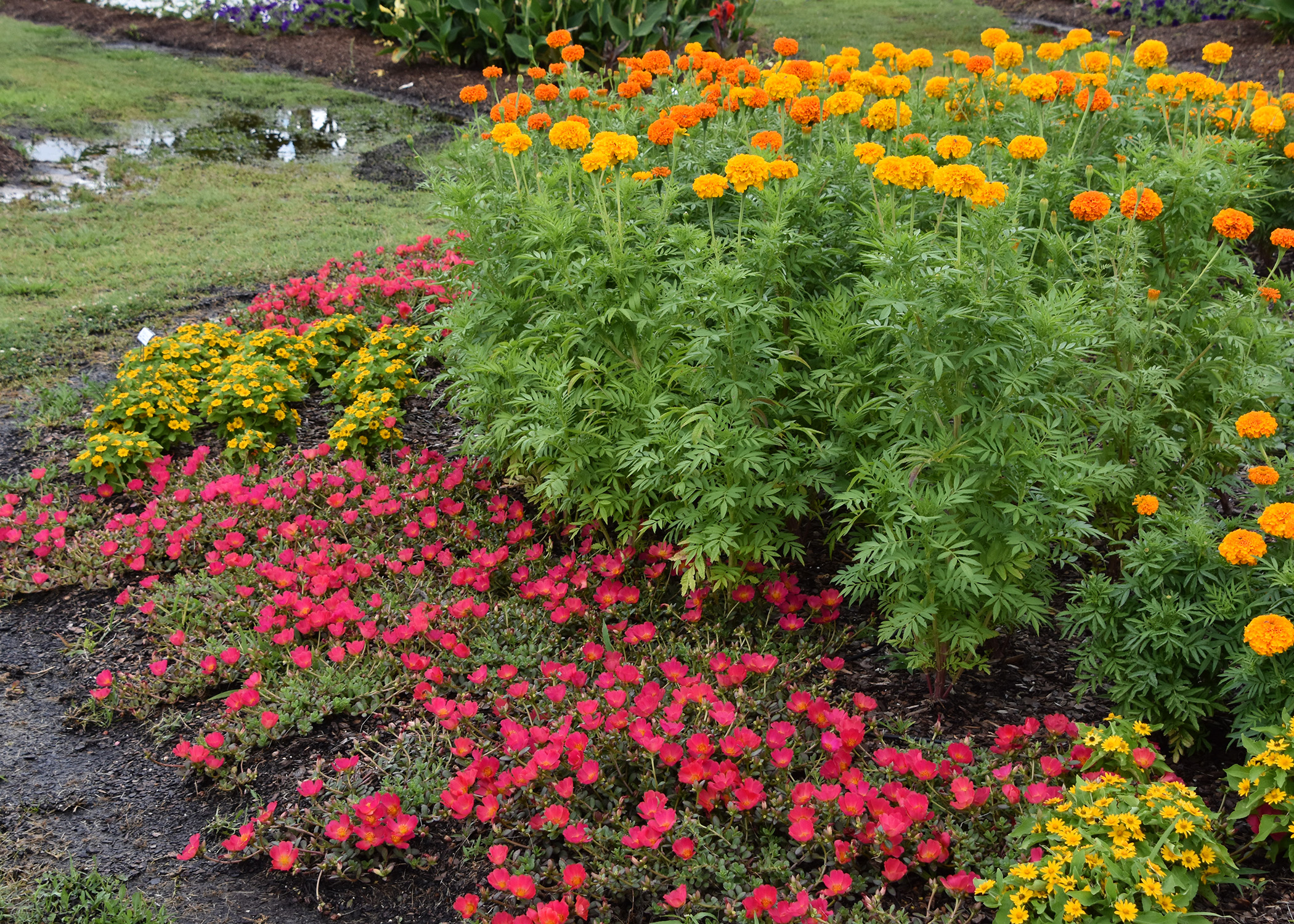 French marigolds add fall vibrancy to gardens  Mississippi State  University Extension Service