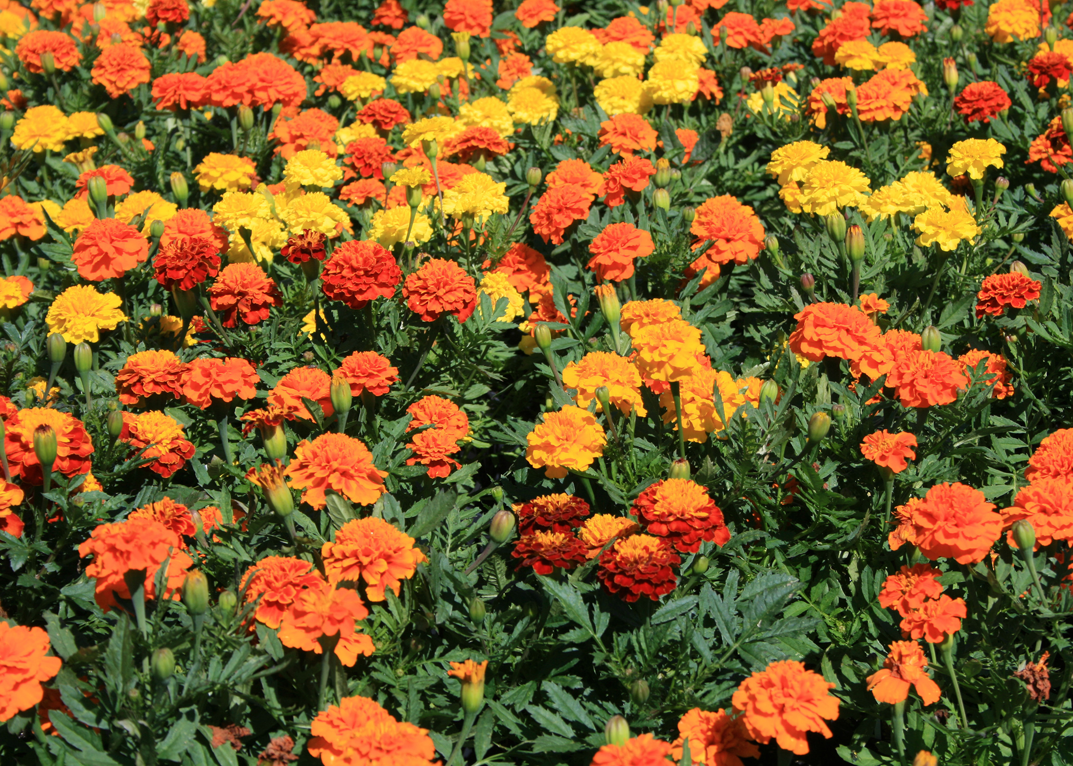 french marigold flower bokeh