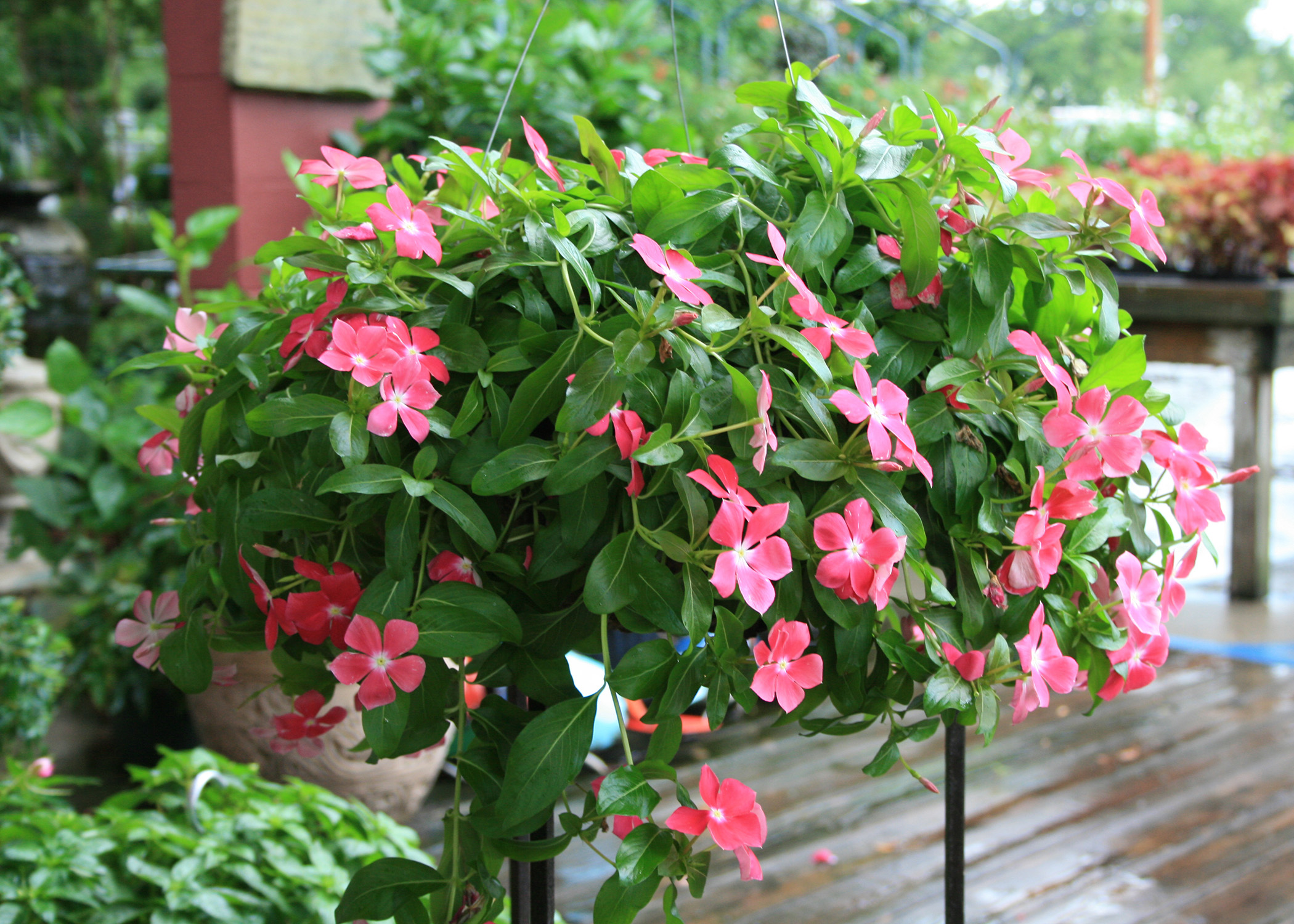 Annual flowering vinca shine in warm weather Mississippi State