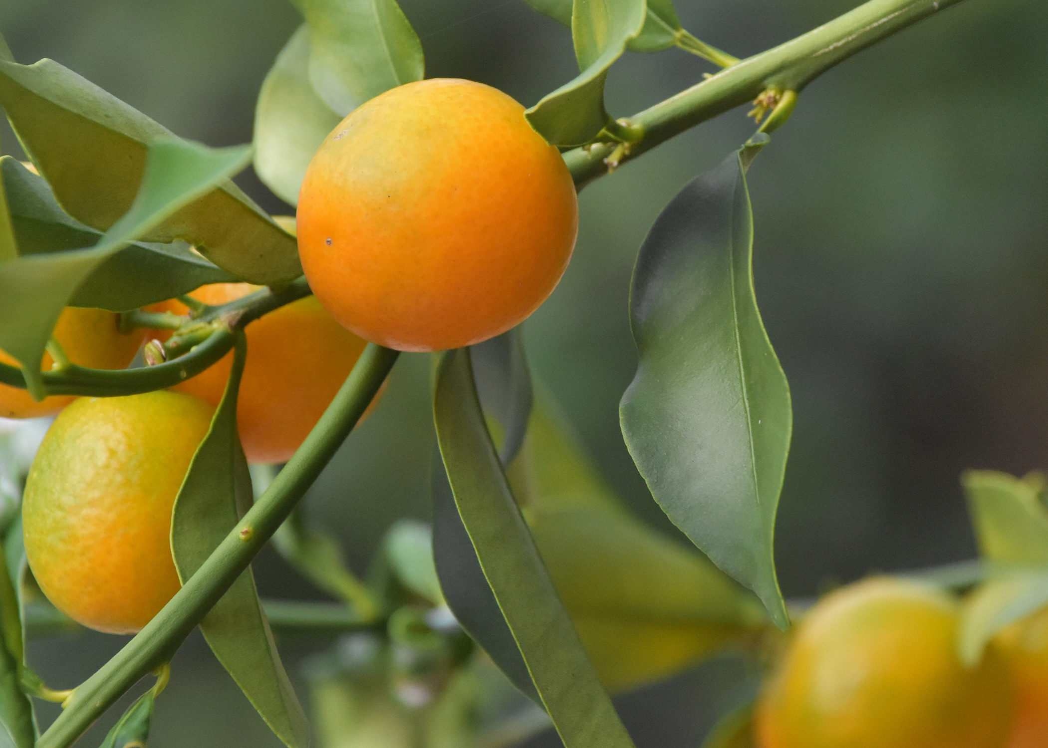 Kumquats produce fruit in astonishing numbers, but due to their small size, their weight does not threaten even small trees. They are perhaps the most cold tolerant of the citruses. (Photo by MSU Extension/Gary Bachman)