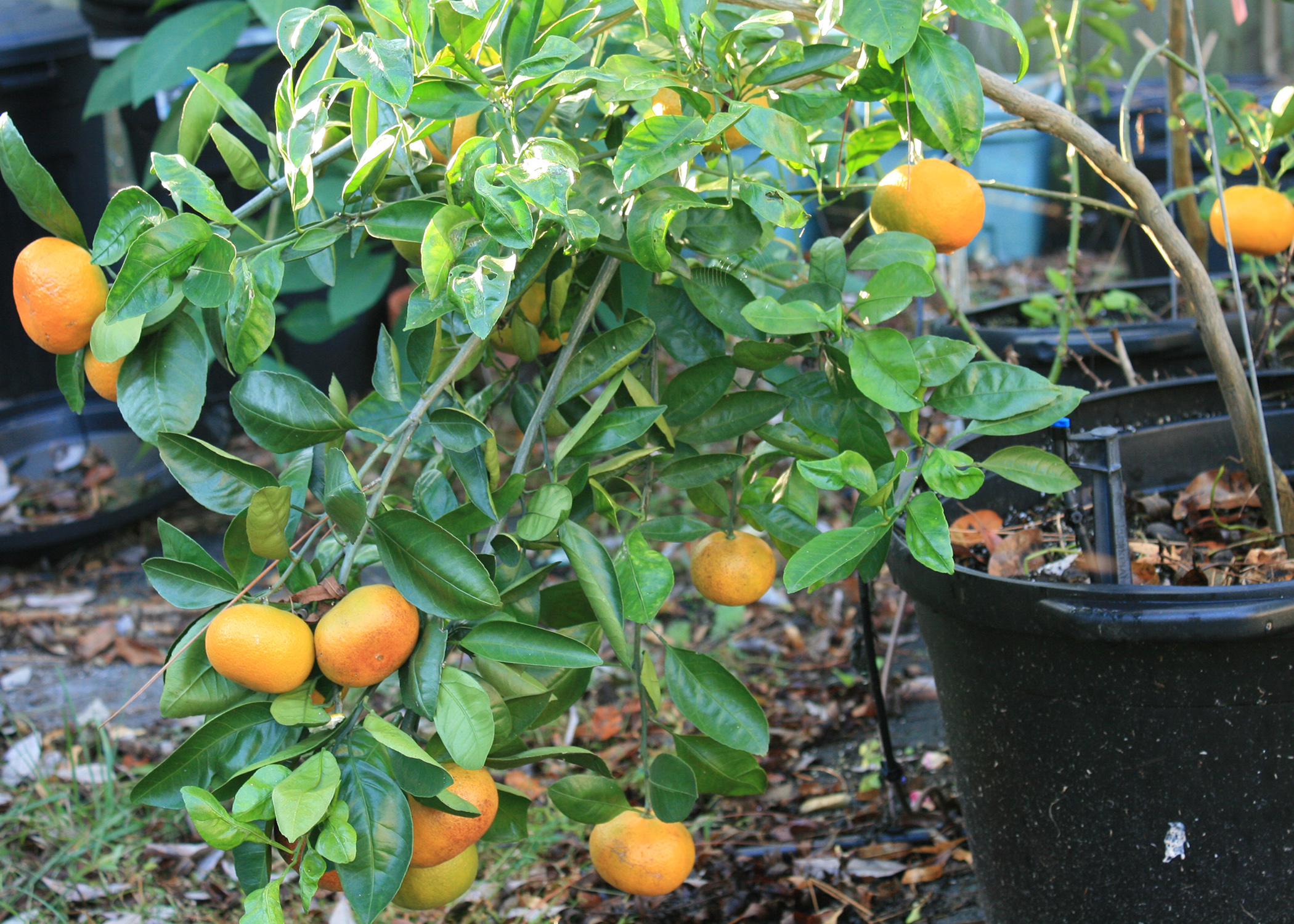 Satsuma oranges are winter favorites that grow well in Mississippi. Their heavy fruit load can overwhelm small trees. (Photo by MSU Extension/Gary Bachman)