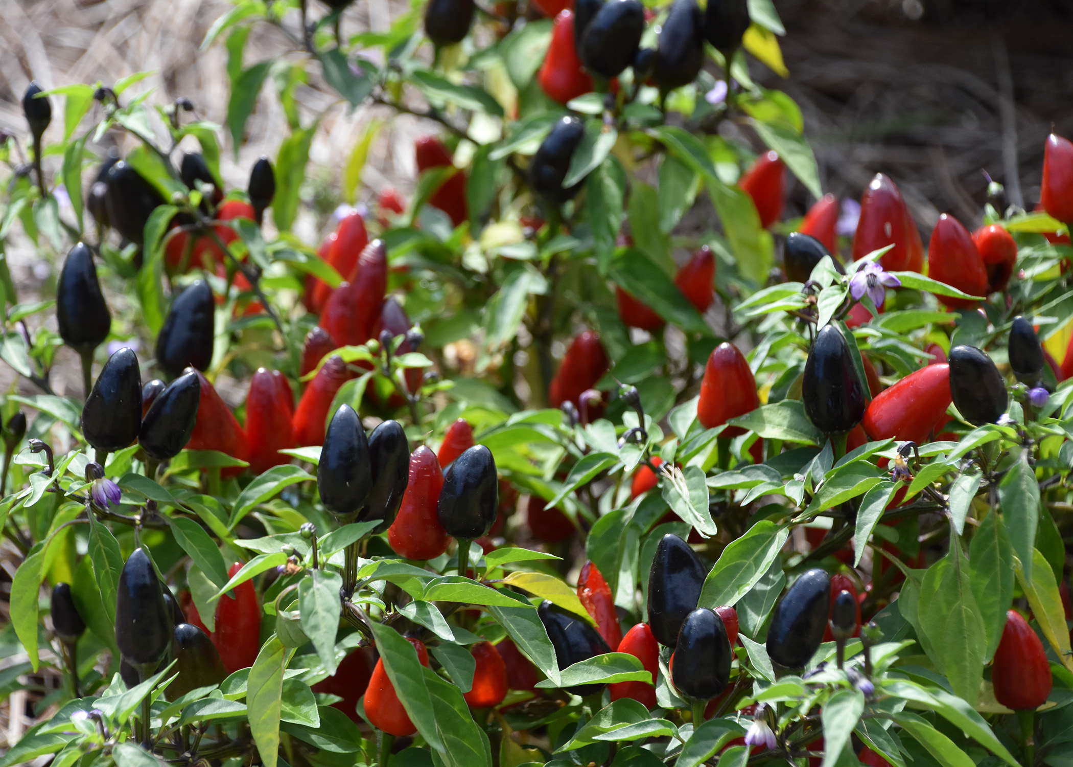 The fruit of the ornamental pepper Black Hawk is held high above the foliage for our viewing enjoyment. (Photo by MSU Extension/Gary Bachman)