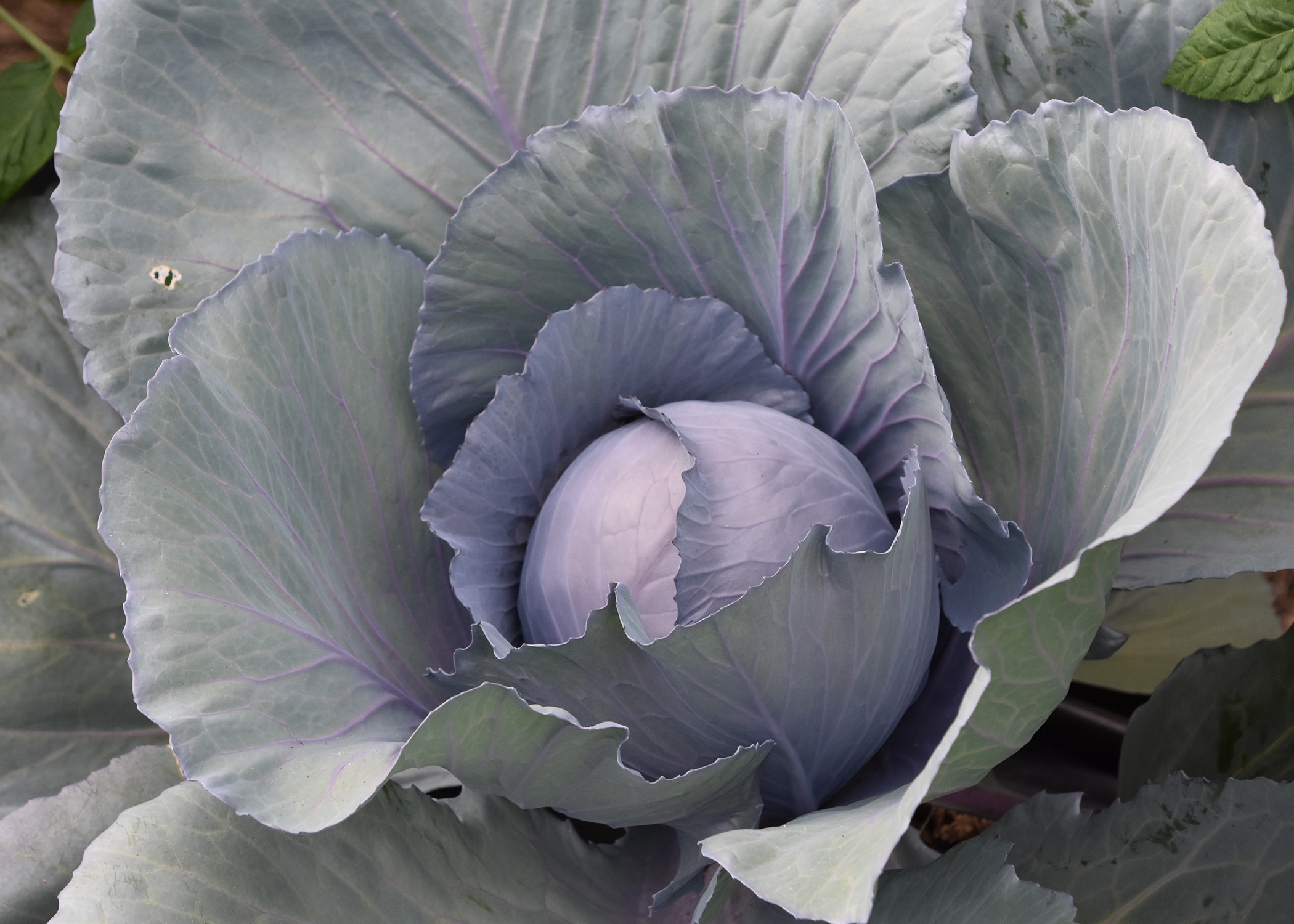 200 Seeds Kale-Winter Cabbage-CALF variety-Frost Hard-Larks Tongues 