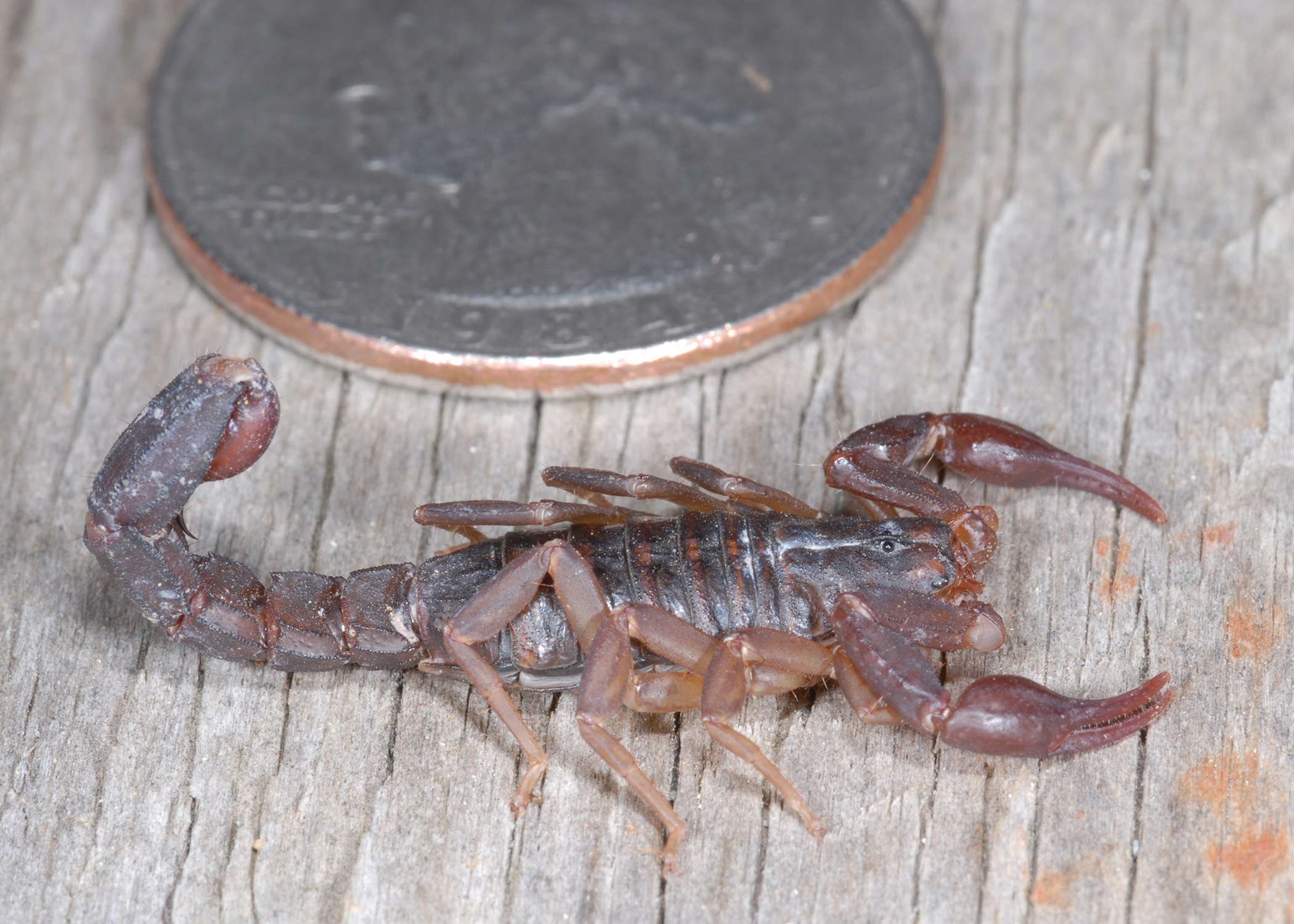 Scorpions in the Southwest United States - PestWorld