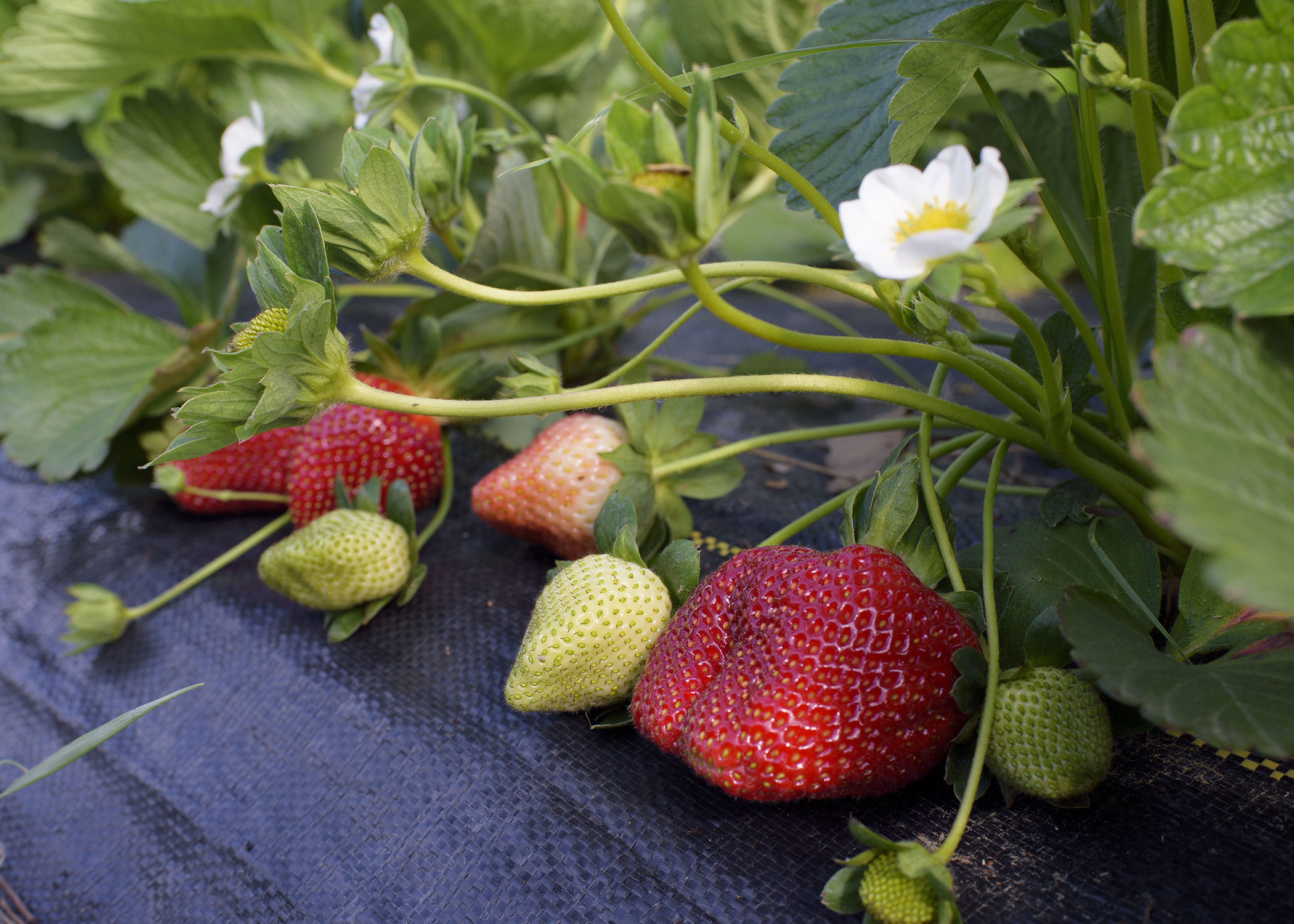 growing strawberry plant stages