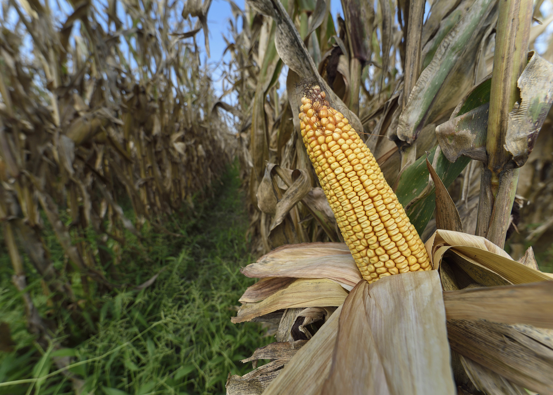 Corn harvest ahead of schedule, yields high  Mississippi State University  Extension Service