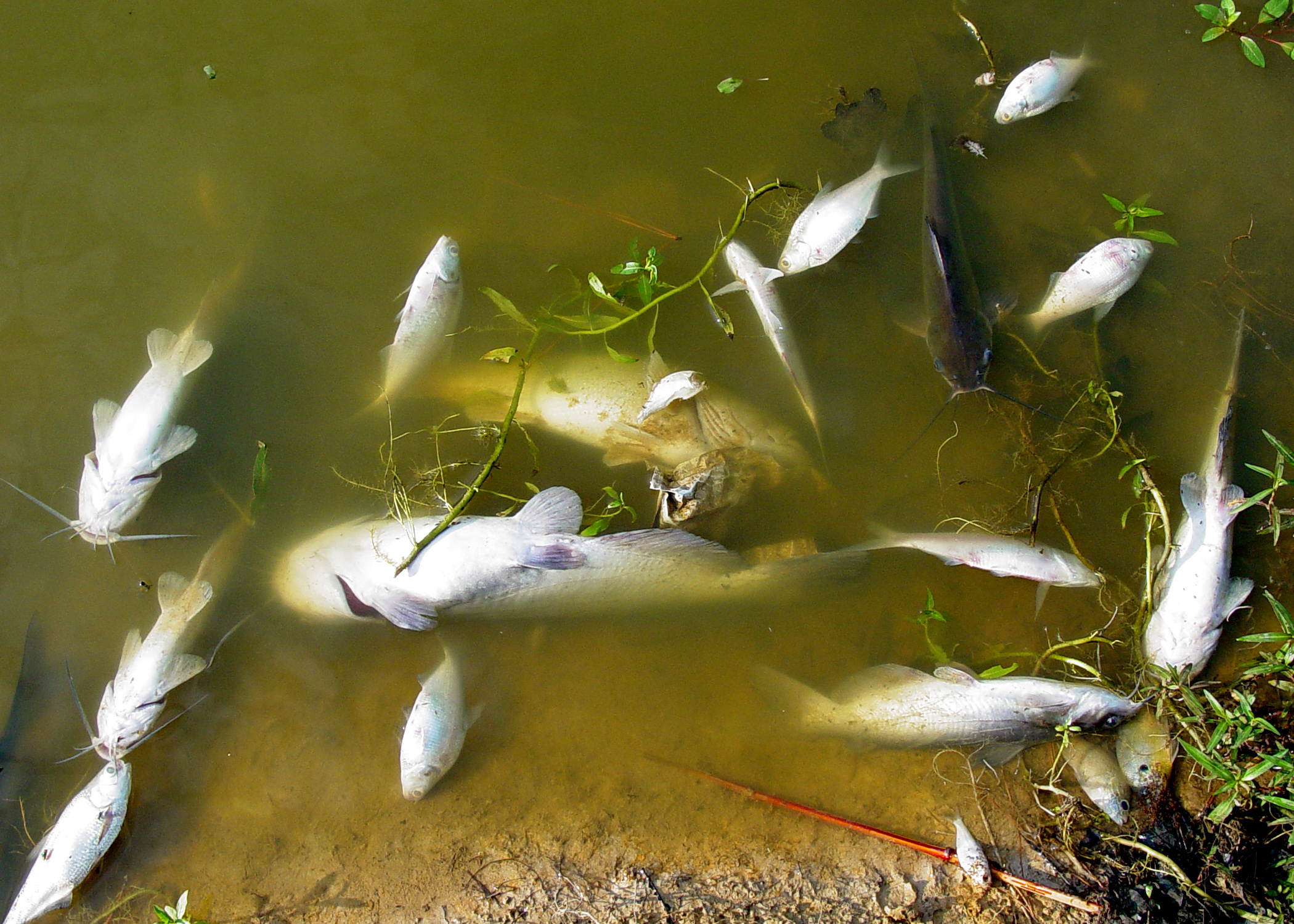 Prevent fish kills in backyard ponds