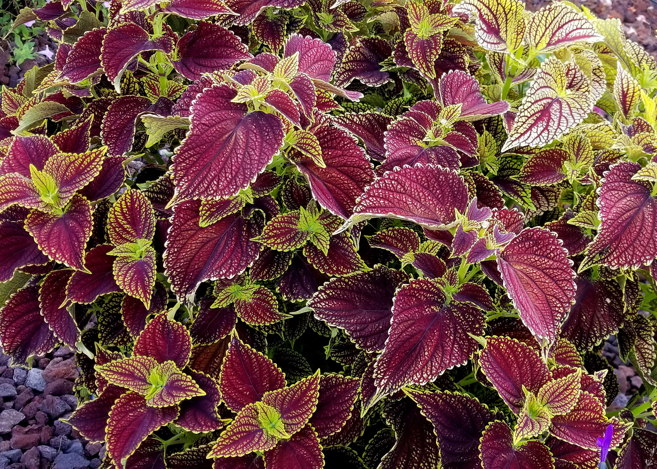 Coleus varieties Now Ready For Garden Shade And Sun Mississippi State 