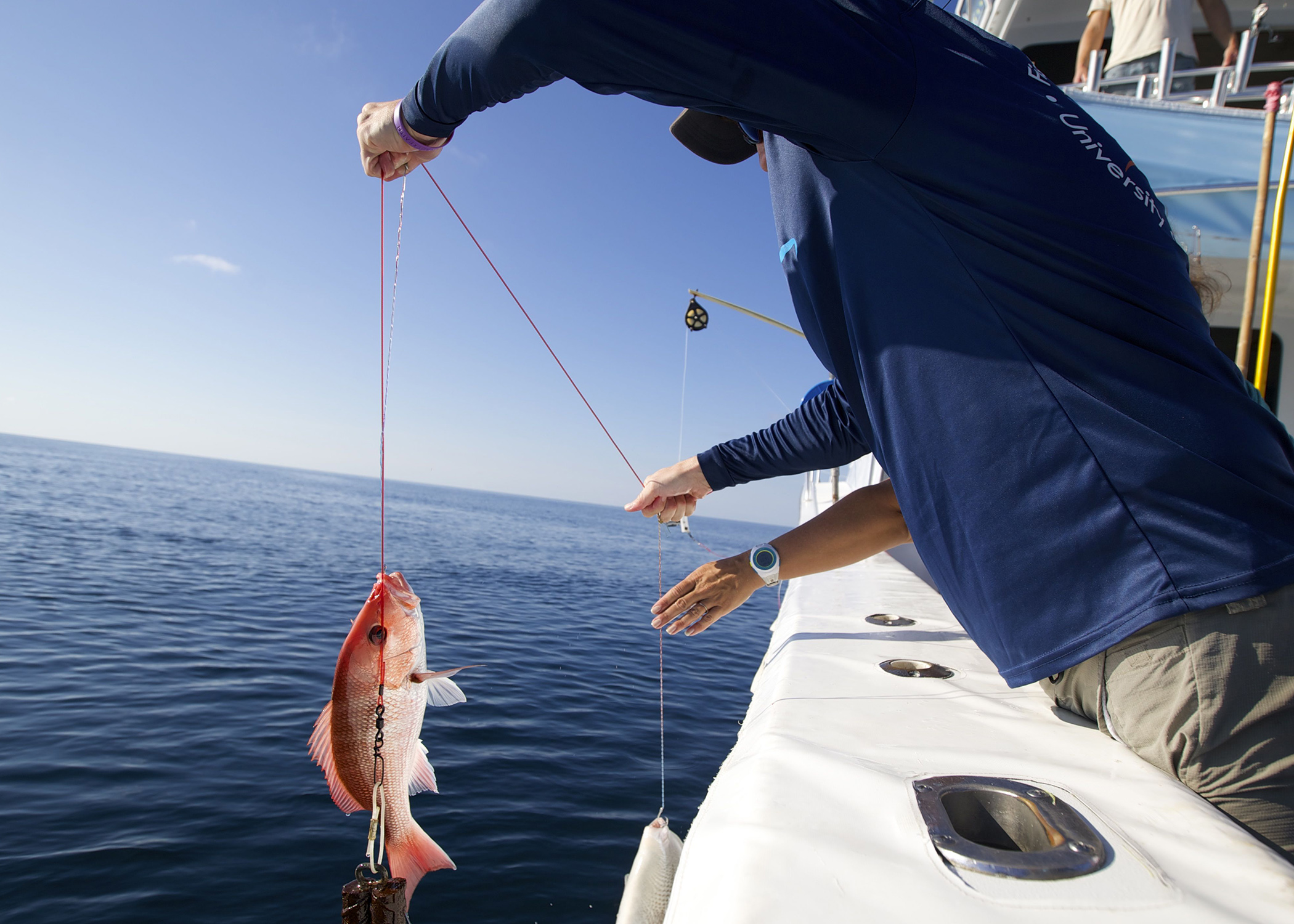 Extension participates in Great Red Snapper Count