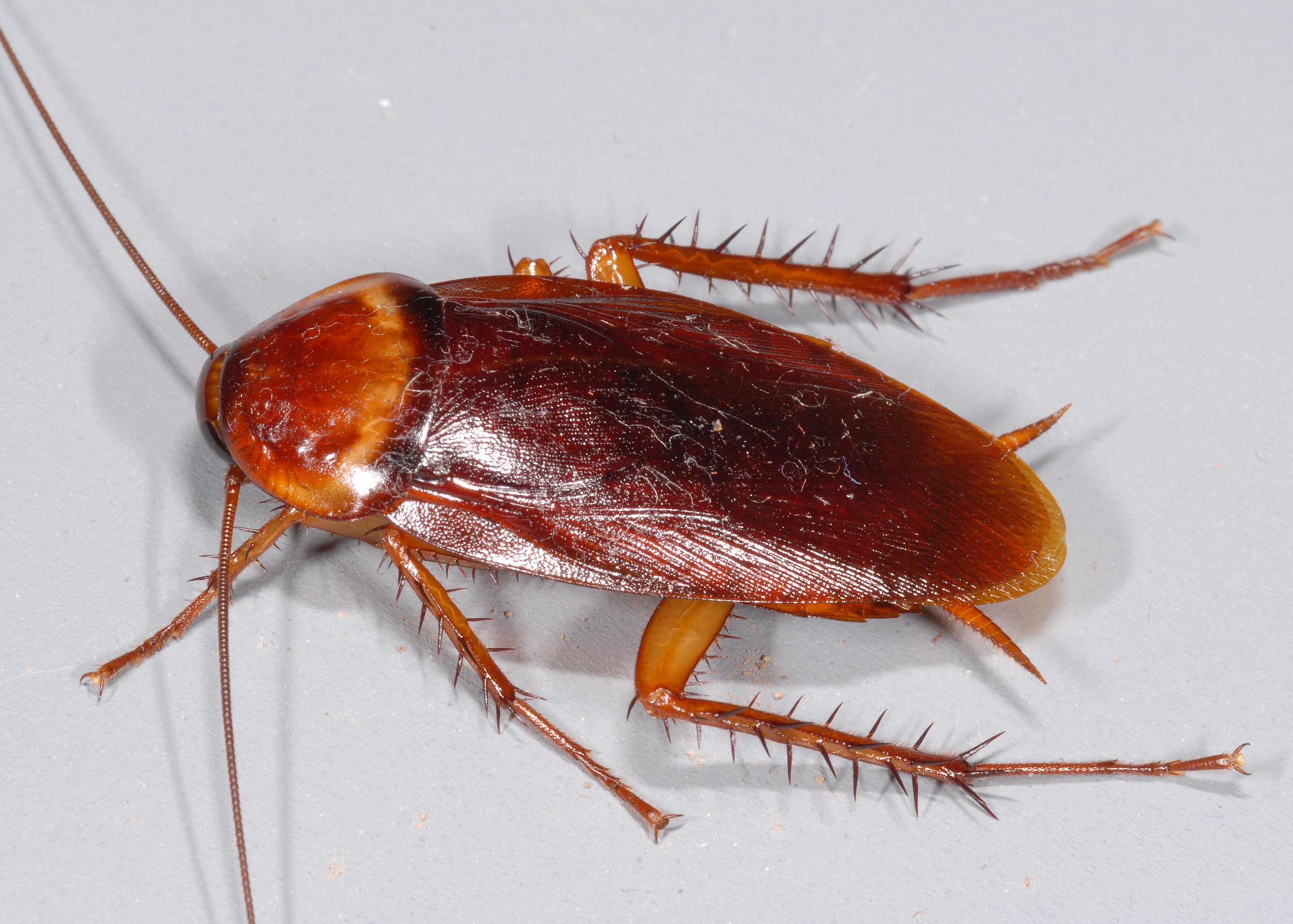 Cockroach Invasion – How to Combat the Stealthy Invaders