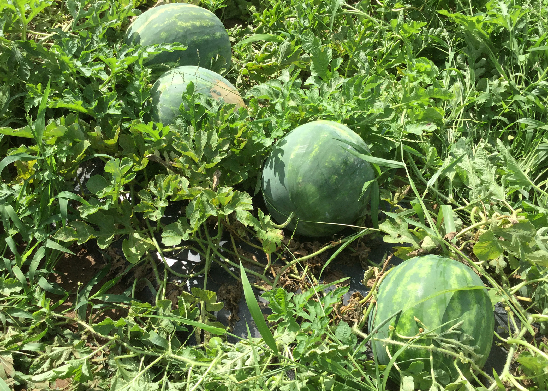 Why are my young watermelon leaves crinkled and pale? Mississippi