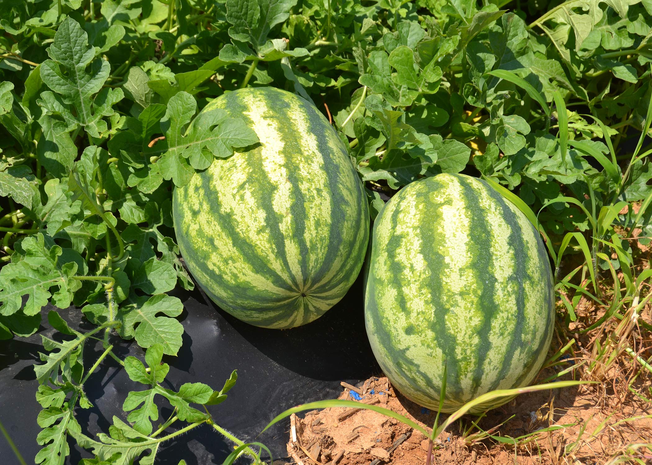 Why are my watermelon crinkled and | Mississippi State University Extension Service