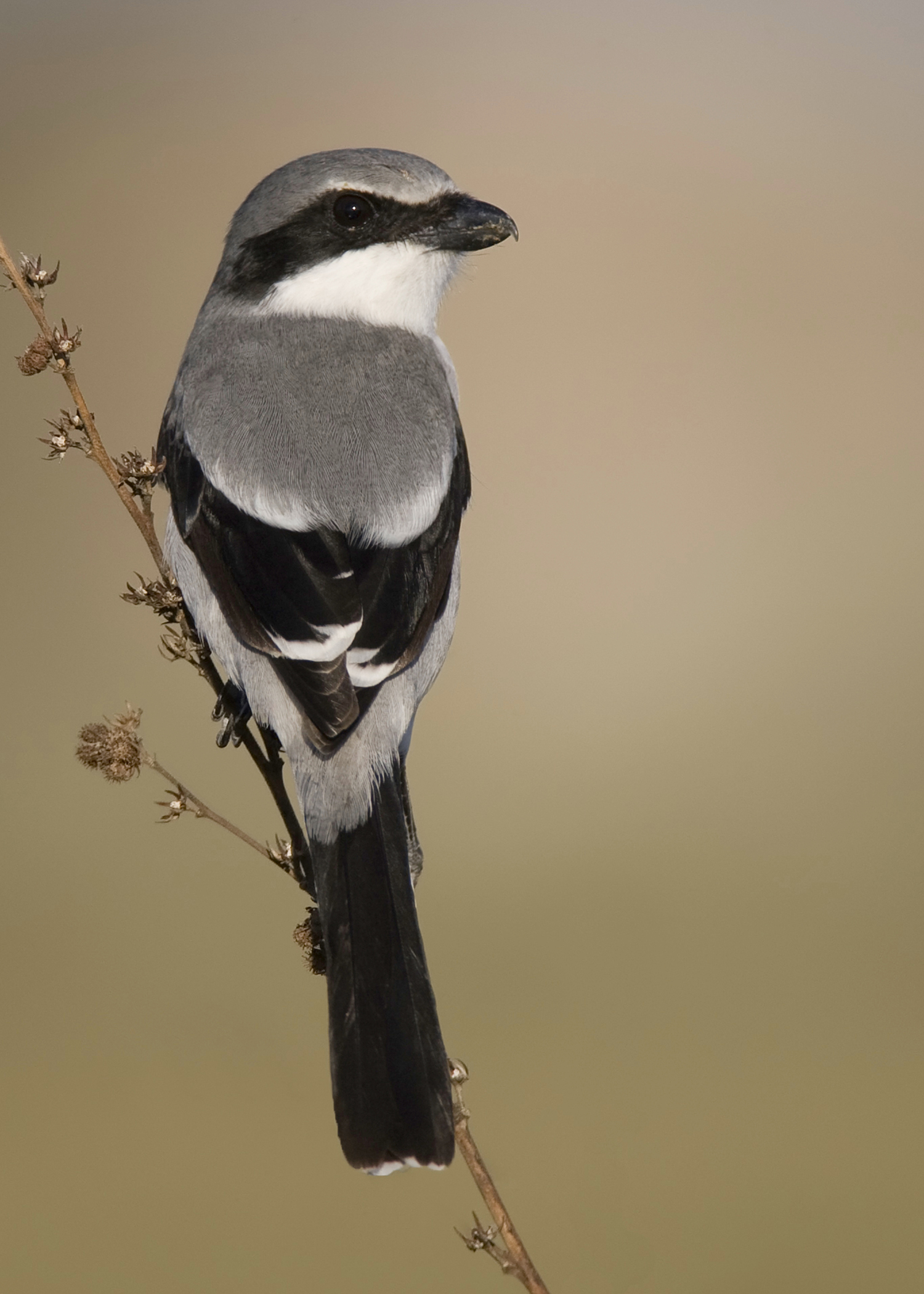 loggerhead shrike prey