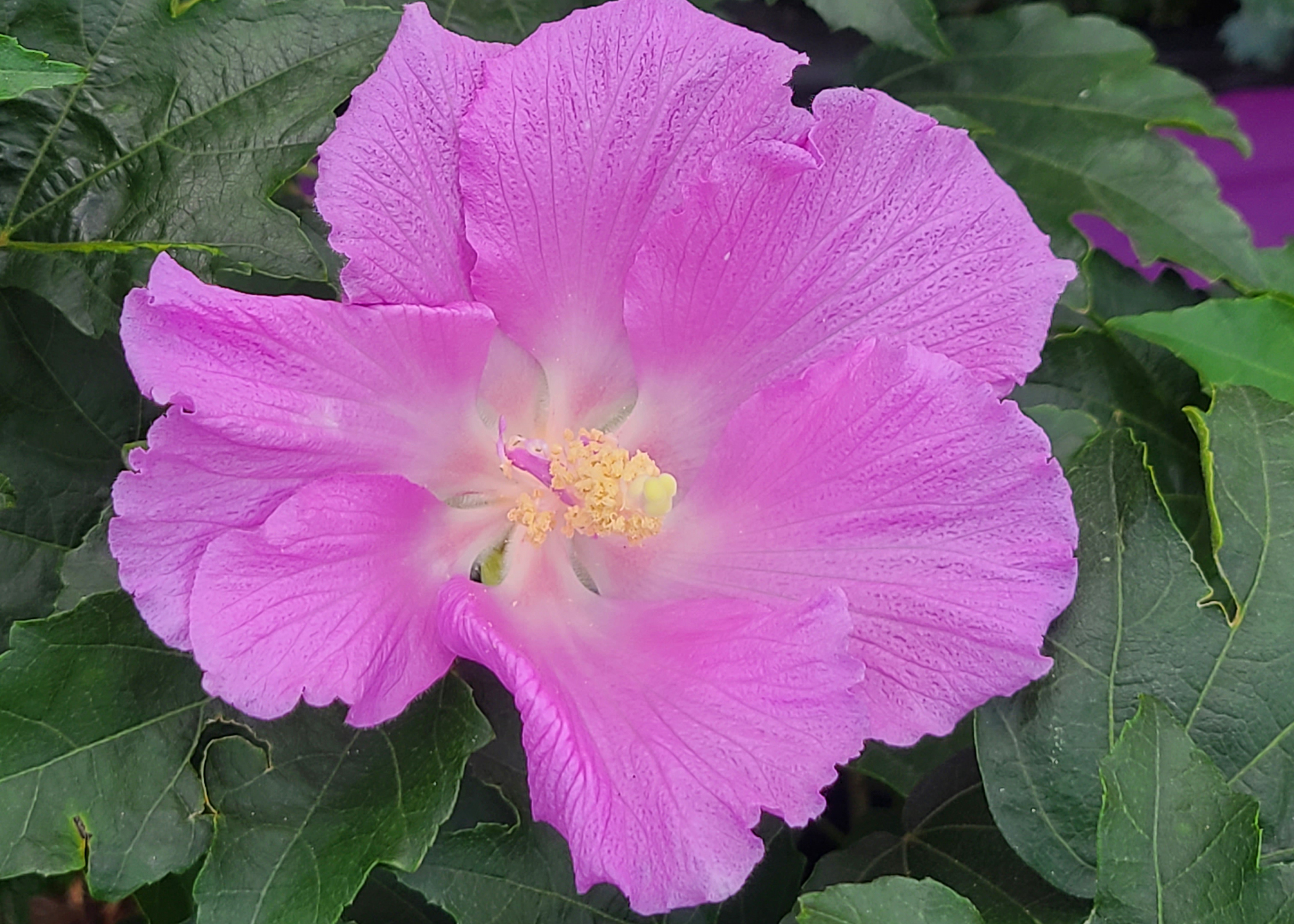 Rose of Sharon (Hibiscus syriacus): Plant Guide