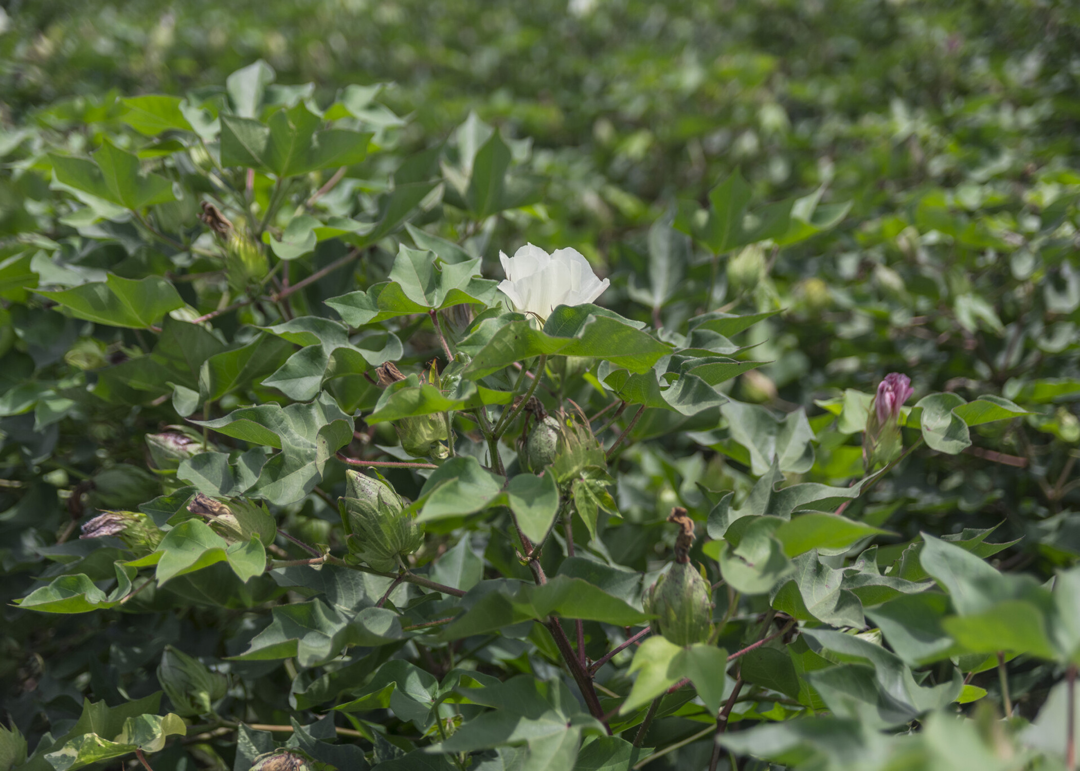 Hot summer produced a strong cotton crop