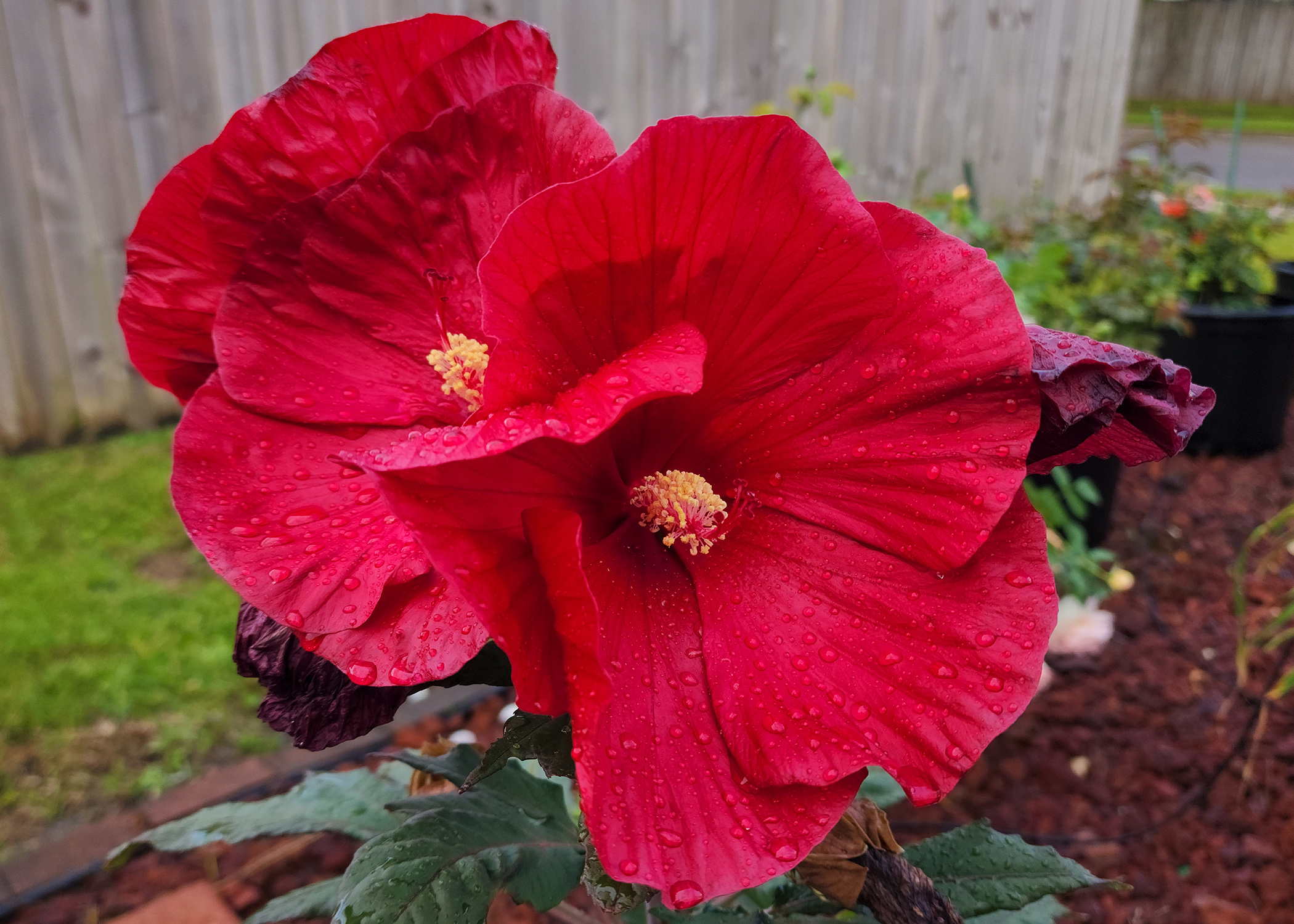 Hardy Hibiscus: How to Plant and Grow This Perennial