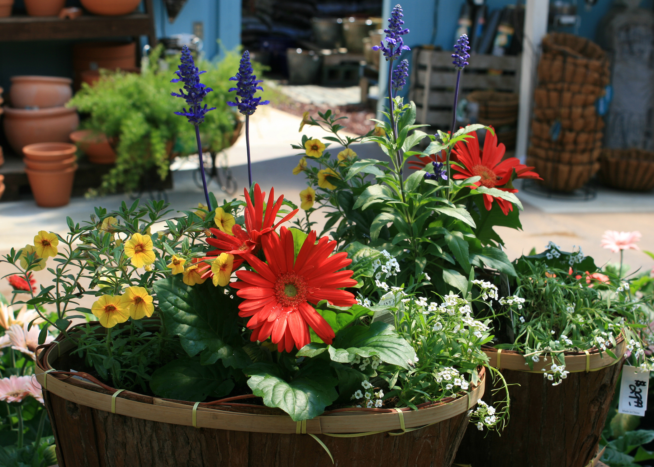 Mix colors, shapes, sizes for combination containers Mississippi State University Extension Service
