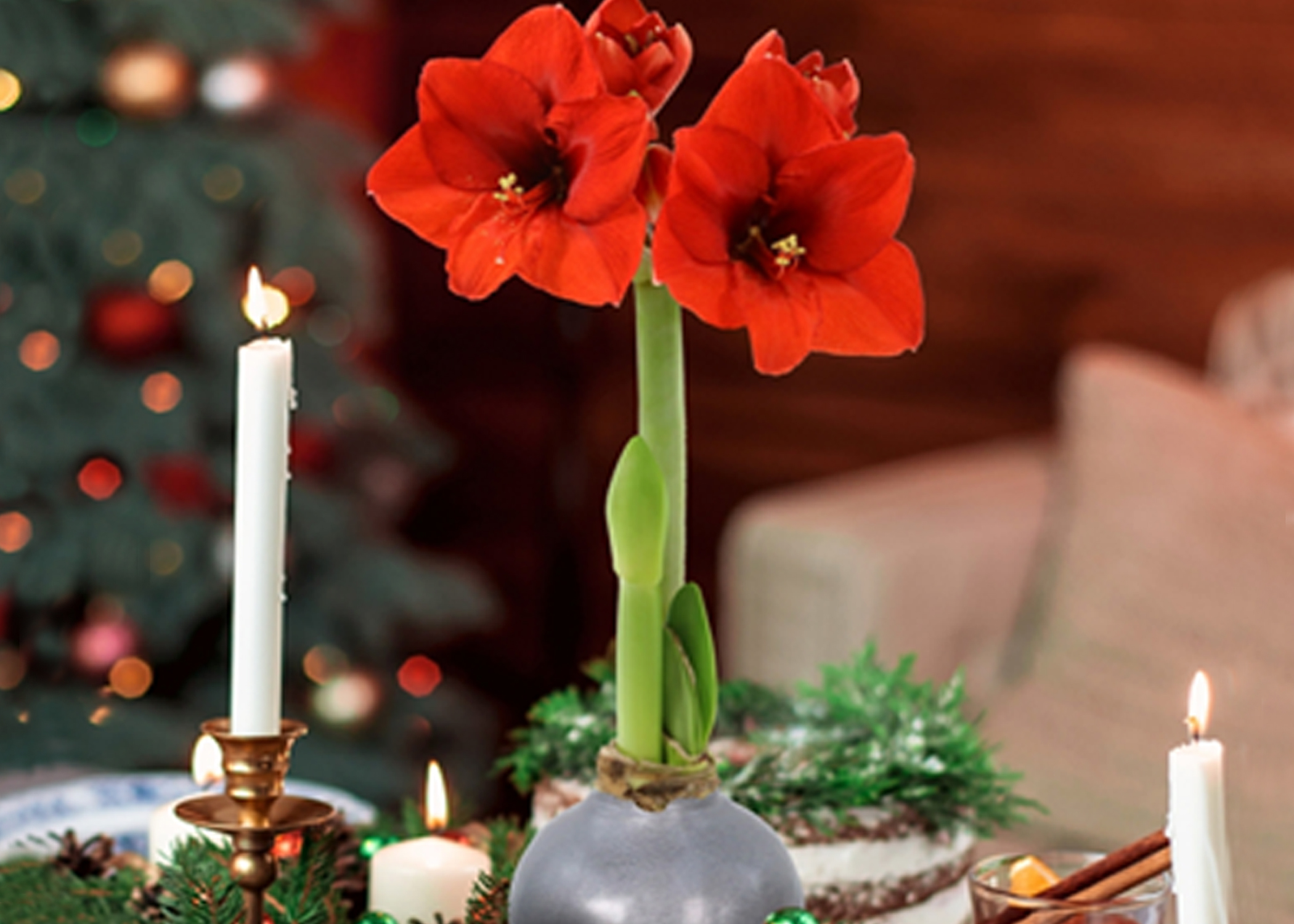 Forced bulbs add variety to indoor holiday decor Mississippi State University Extension Service