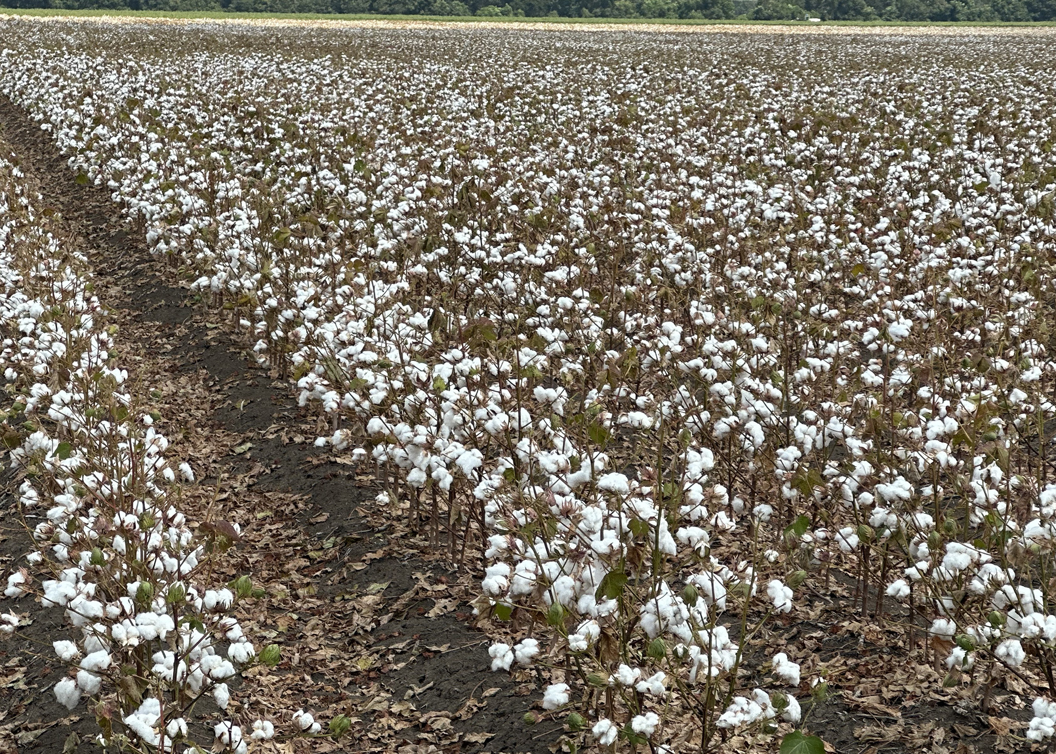 Highly variable cotton crop reaching harvest