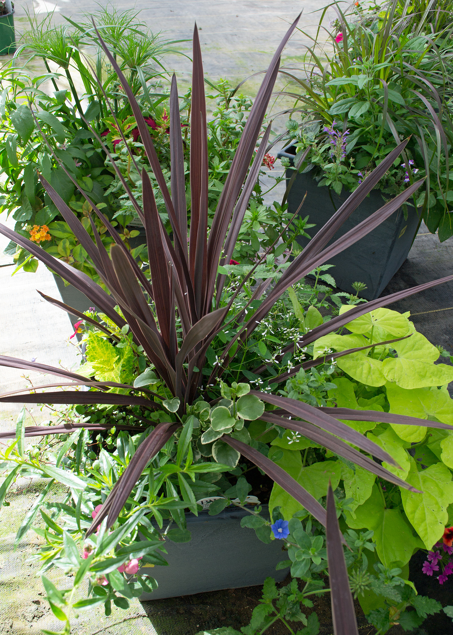 Thriller, spiller, filler: how to plant up containers successfully