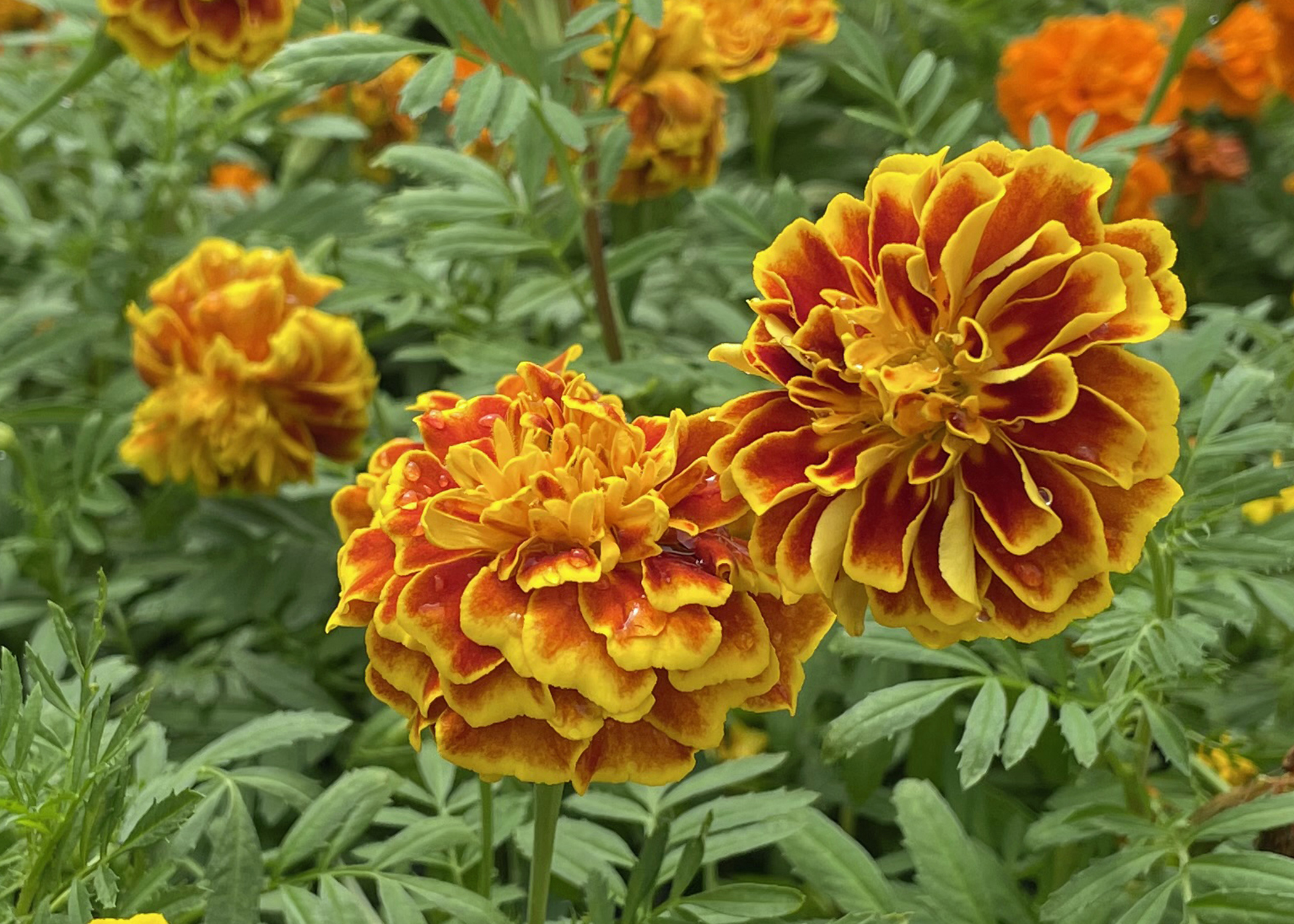 French marigolds add fall vibrancy to gardens  Mississippi State  University Extension Service