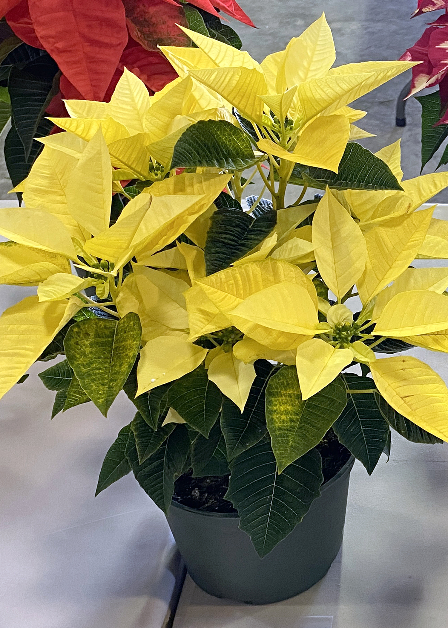 Wide-ranging poinsettia colors can match holiday decorations