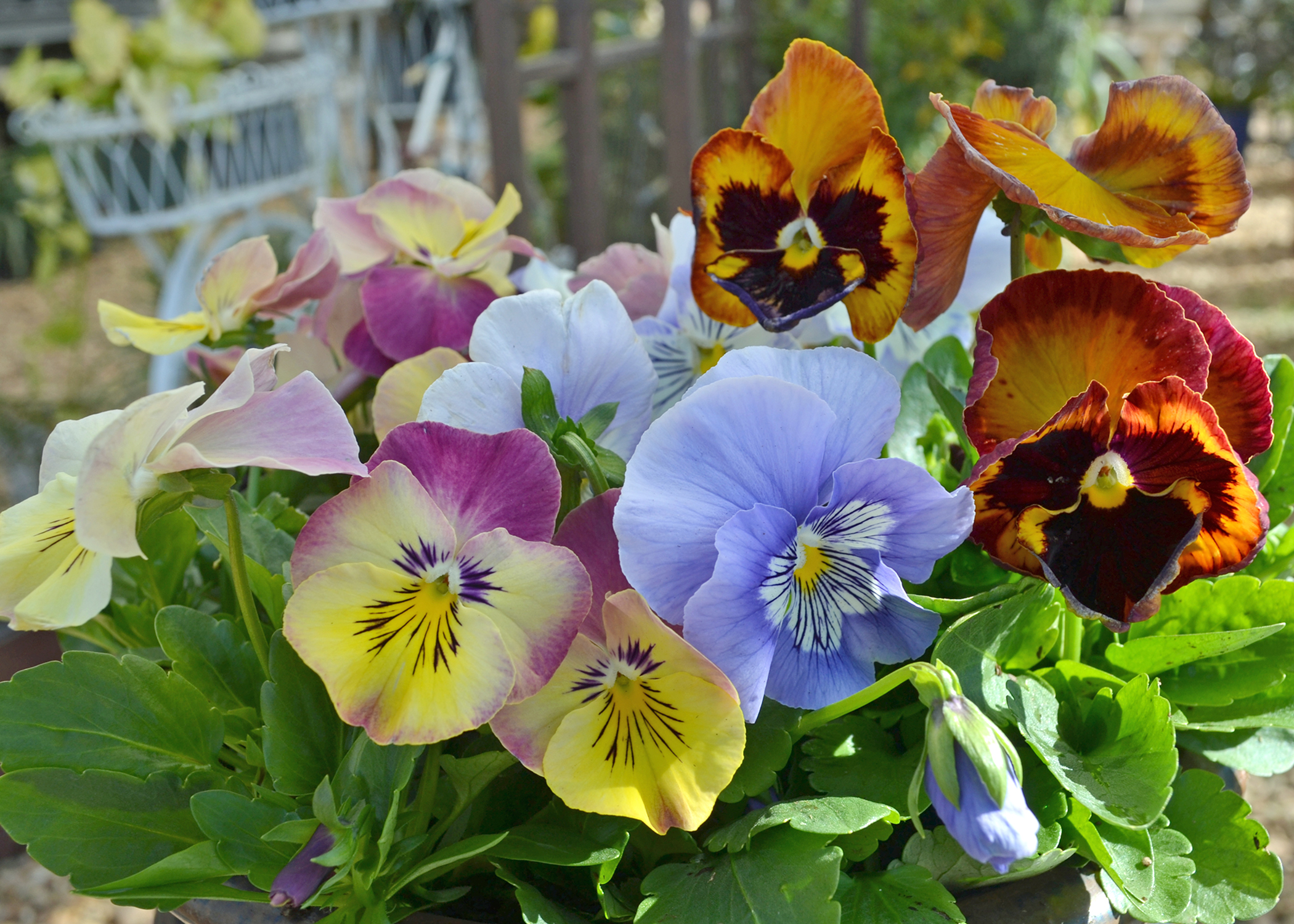 Pansies are sure winners in dreary winter gardens