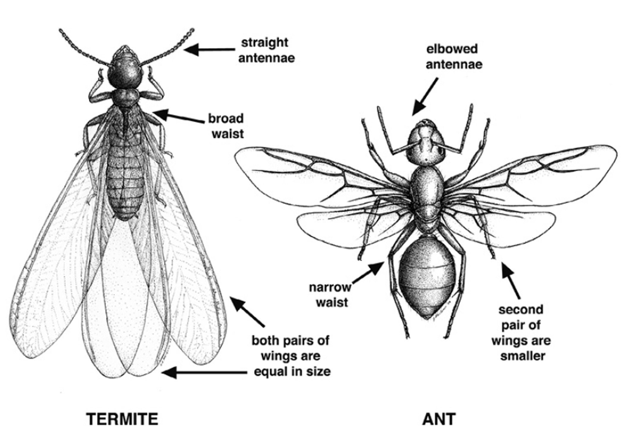 Black and white, labeled drawing of a winged termite and winged ant.