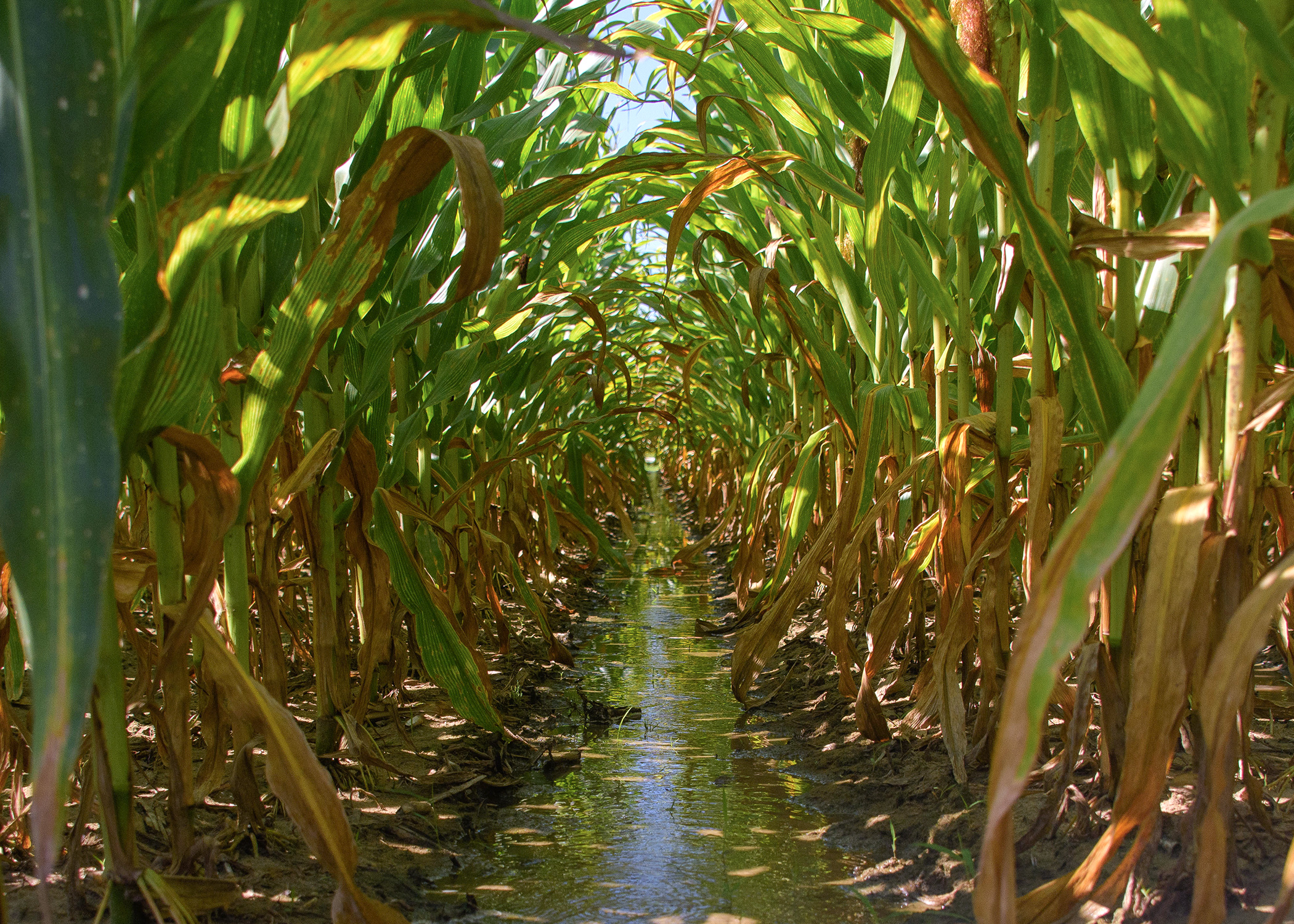 Water fills a row in a corn field.