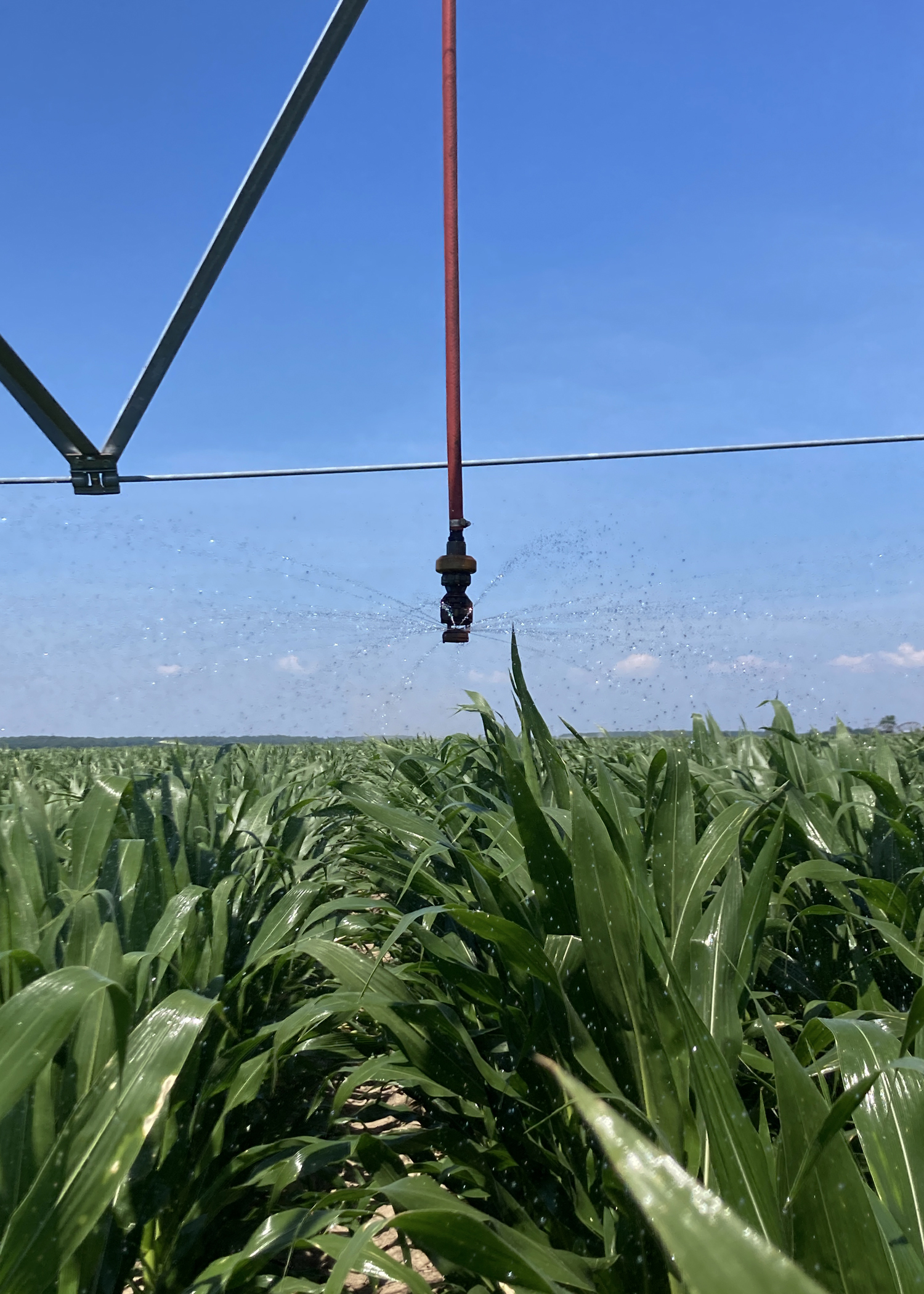 A hanging sprinkler dispenses water over corn plants.