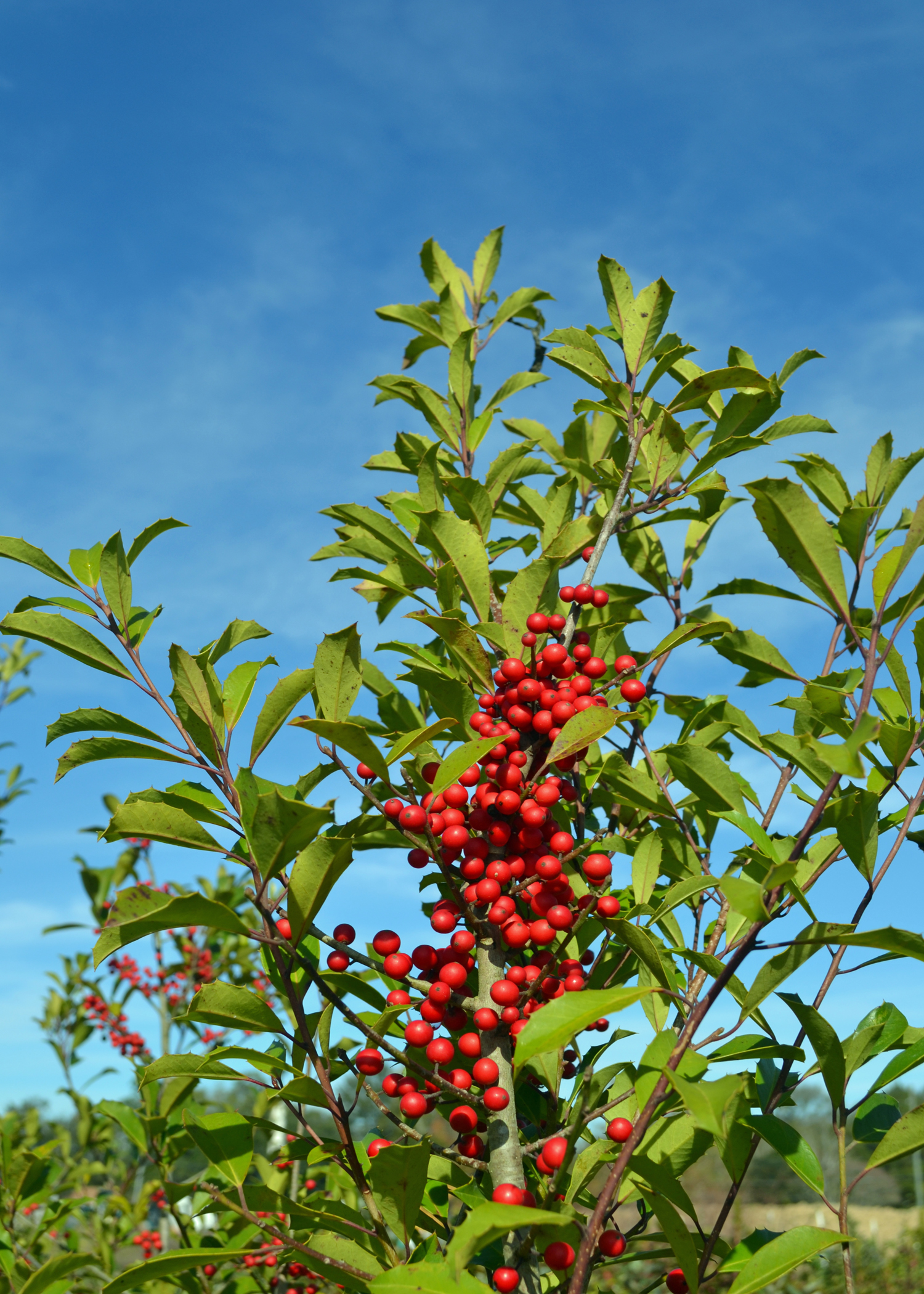 A green branch has a large cluster of red berries.