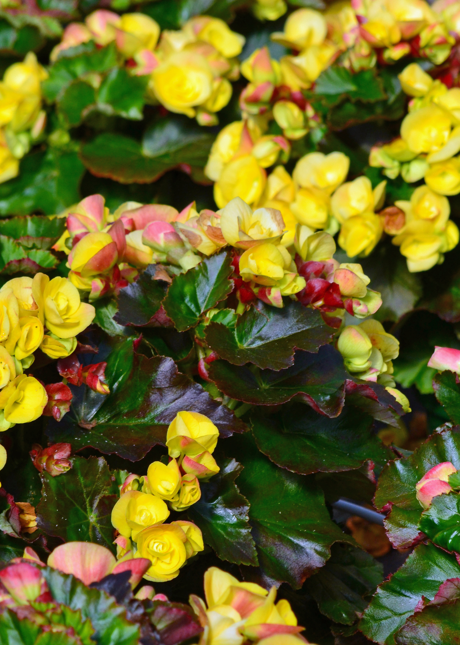 A plant has dozens of small, yellow blooms.