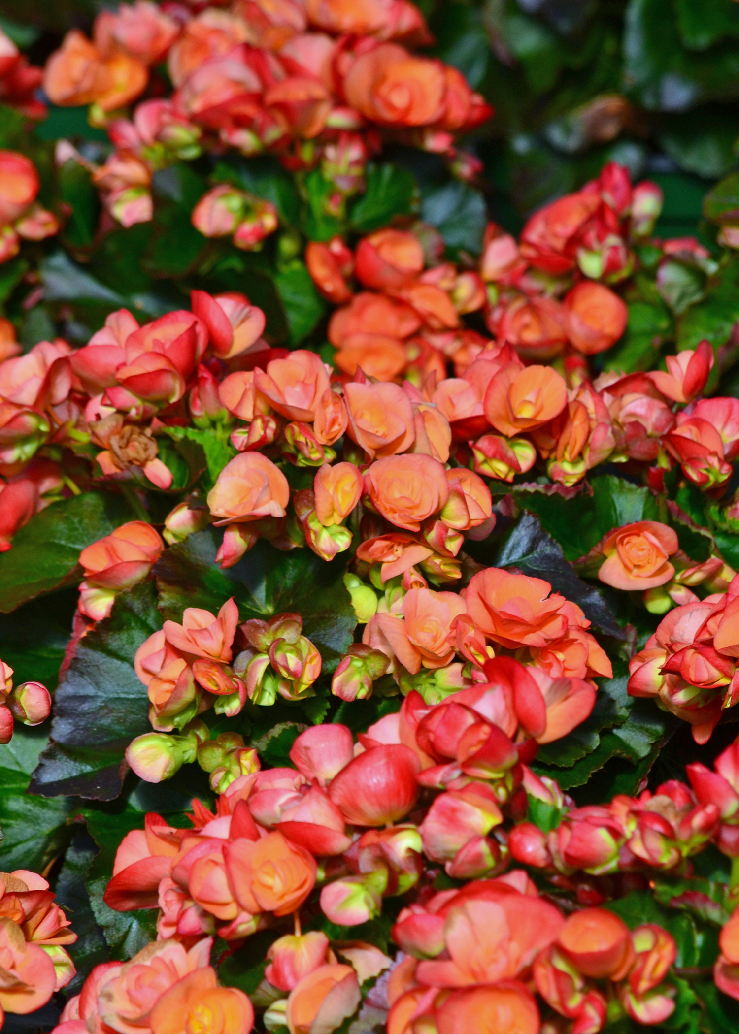 A plant has dozens of small, red blooms.