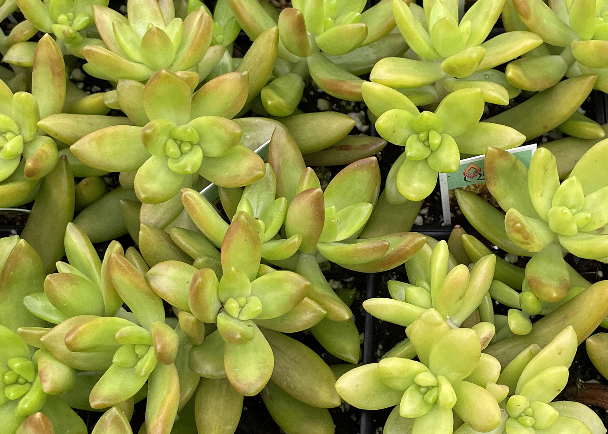Pointed green succulent leaves are edged in reddish orange.