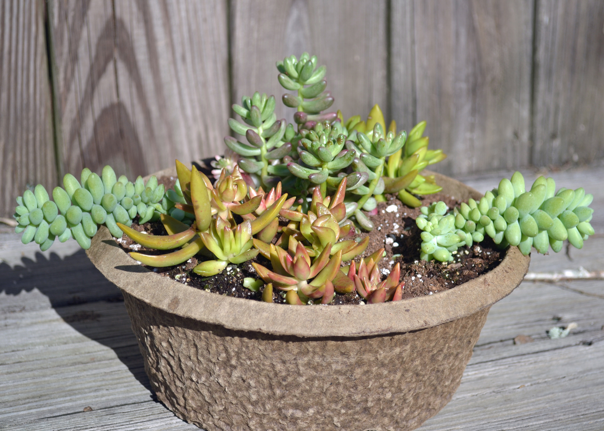 A container has three types of succulent plants.