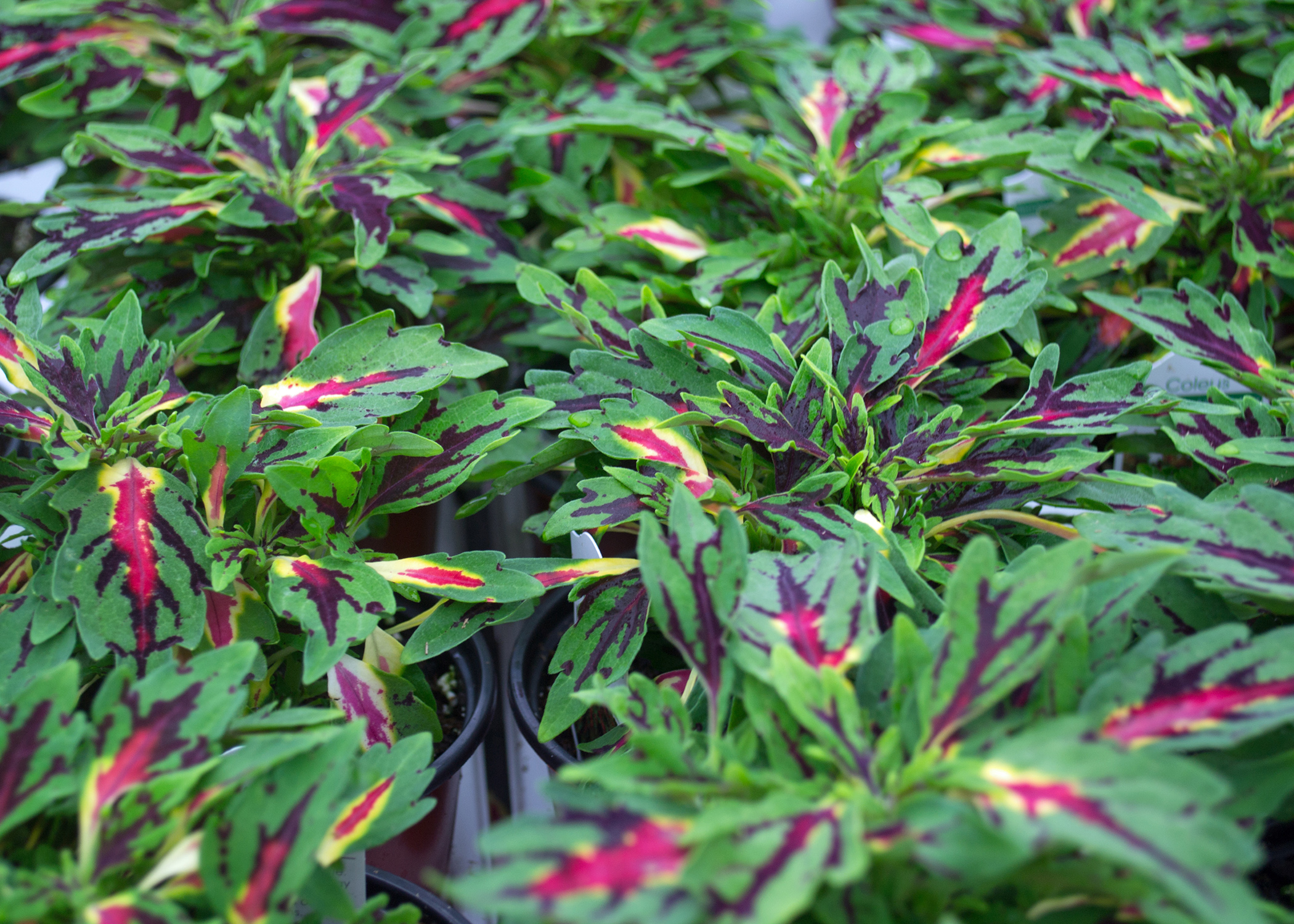 Plants with green and pink leaves grow in small pots.